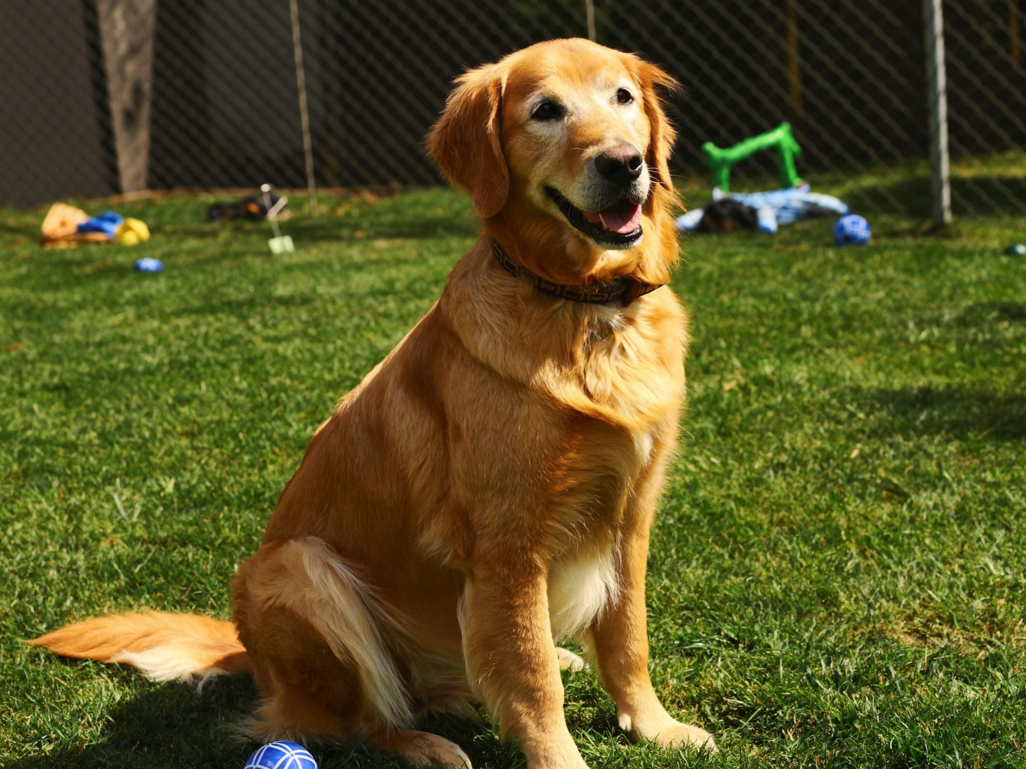 Golden Retriever