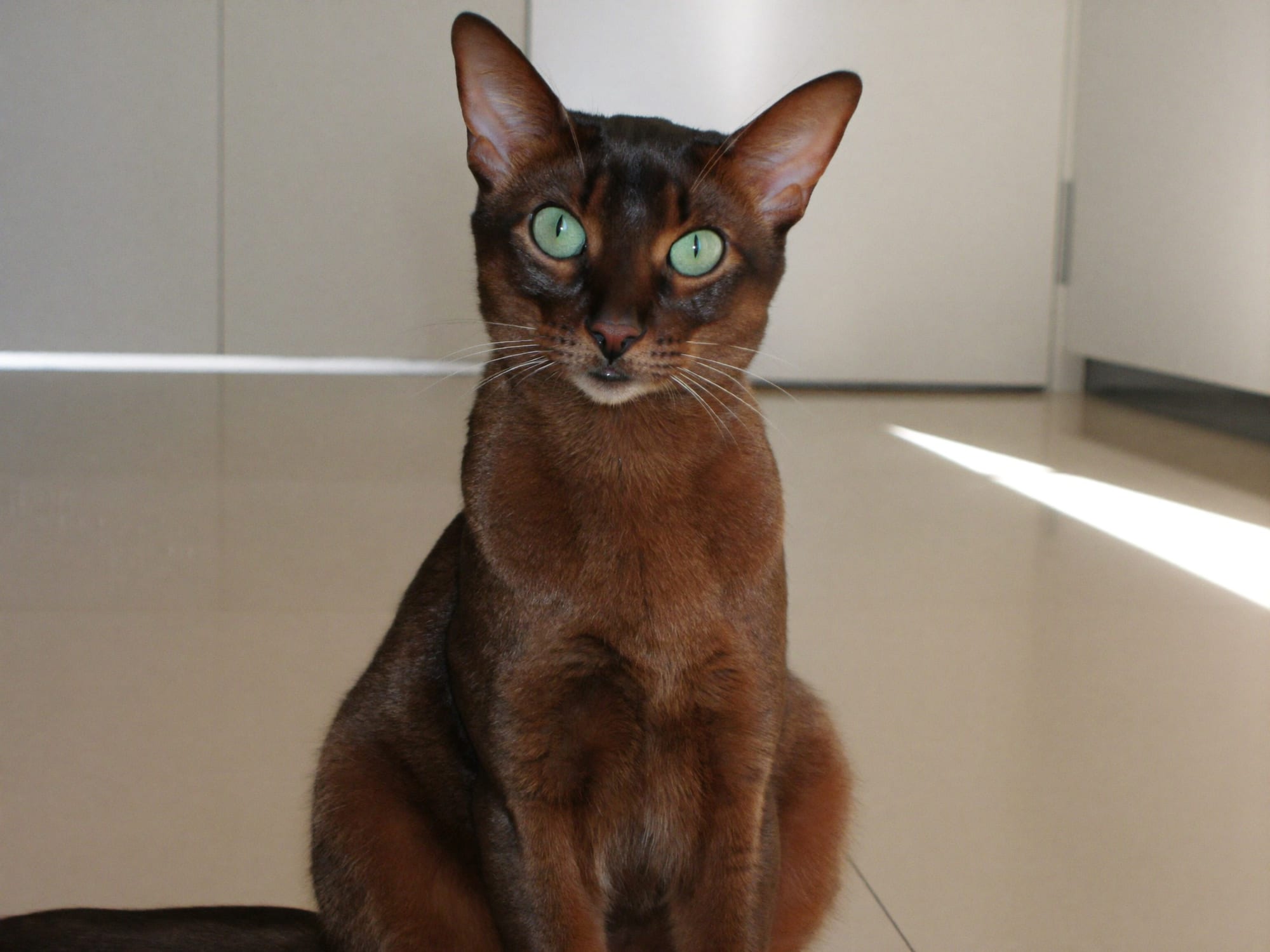 Havana Brown