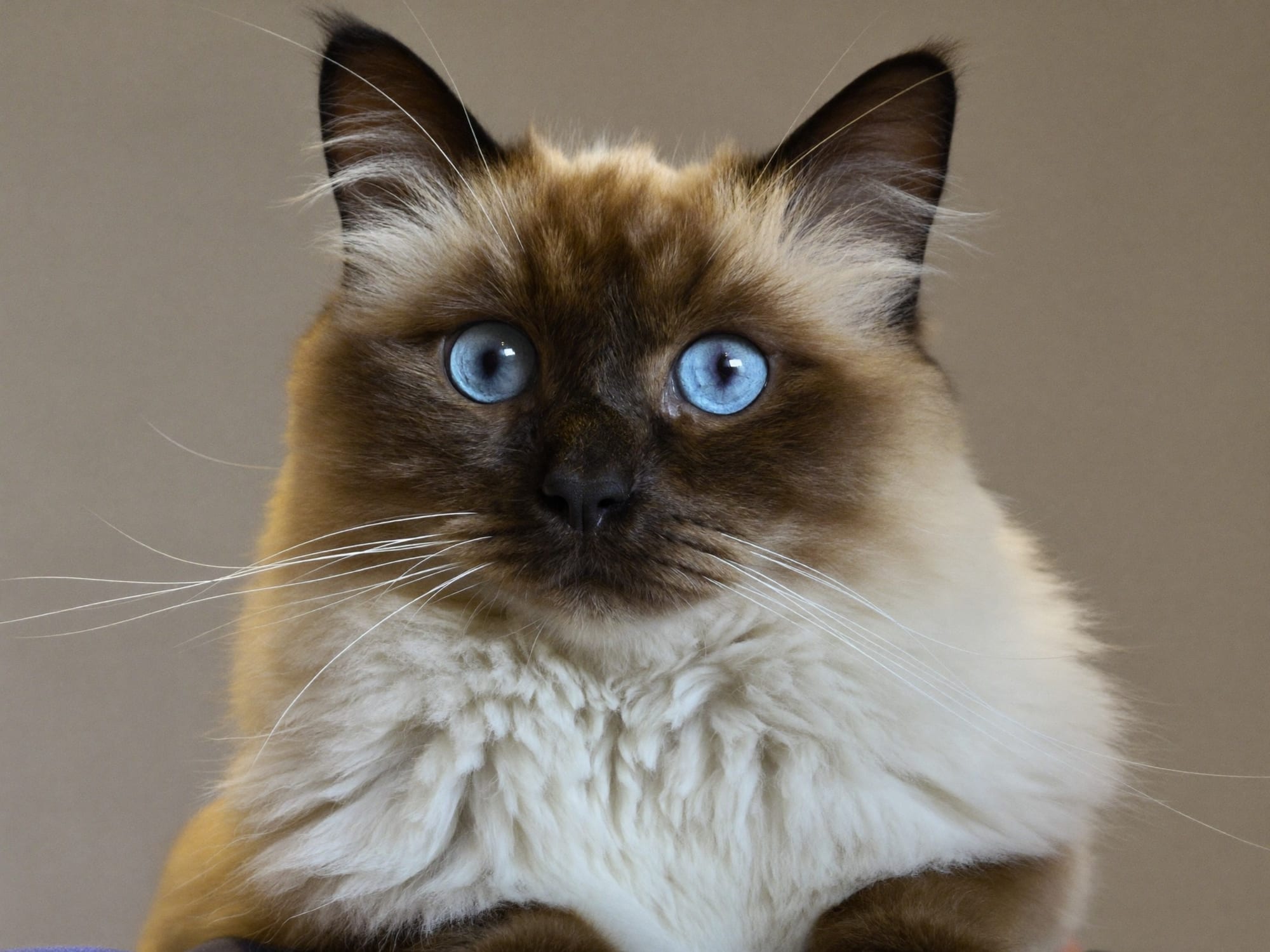 Himalayo