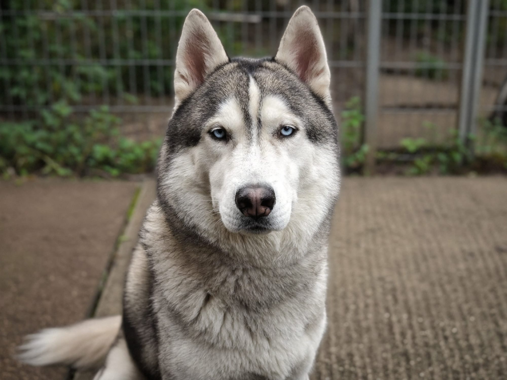 Husky Siberiano