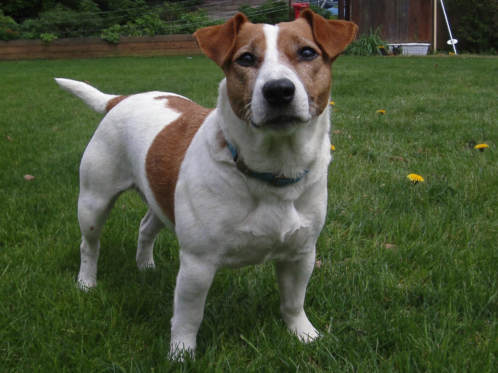 Jack Russell Terrier