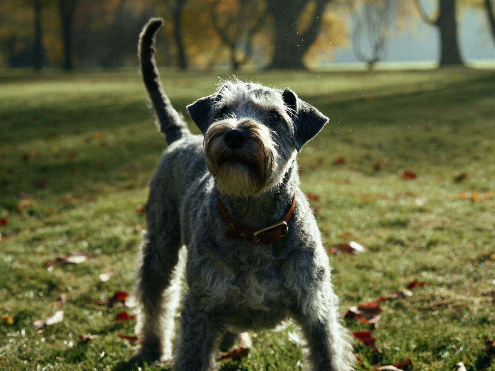 Kerry Blue Terrier