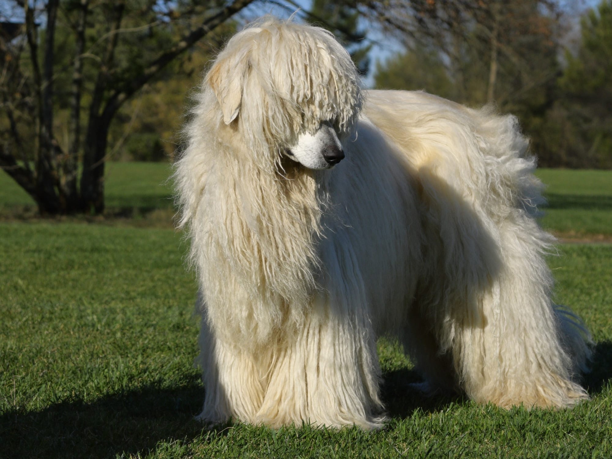 Komondor