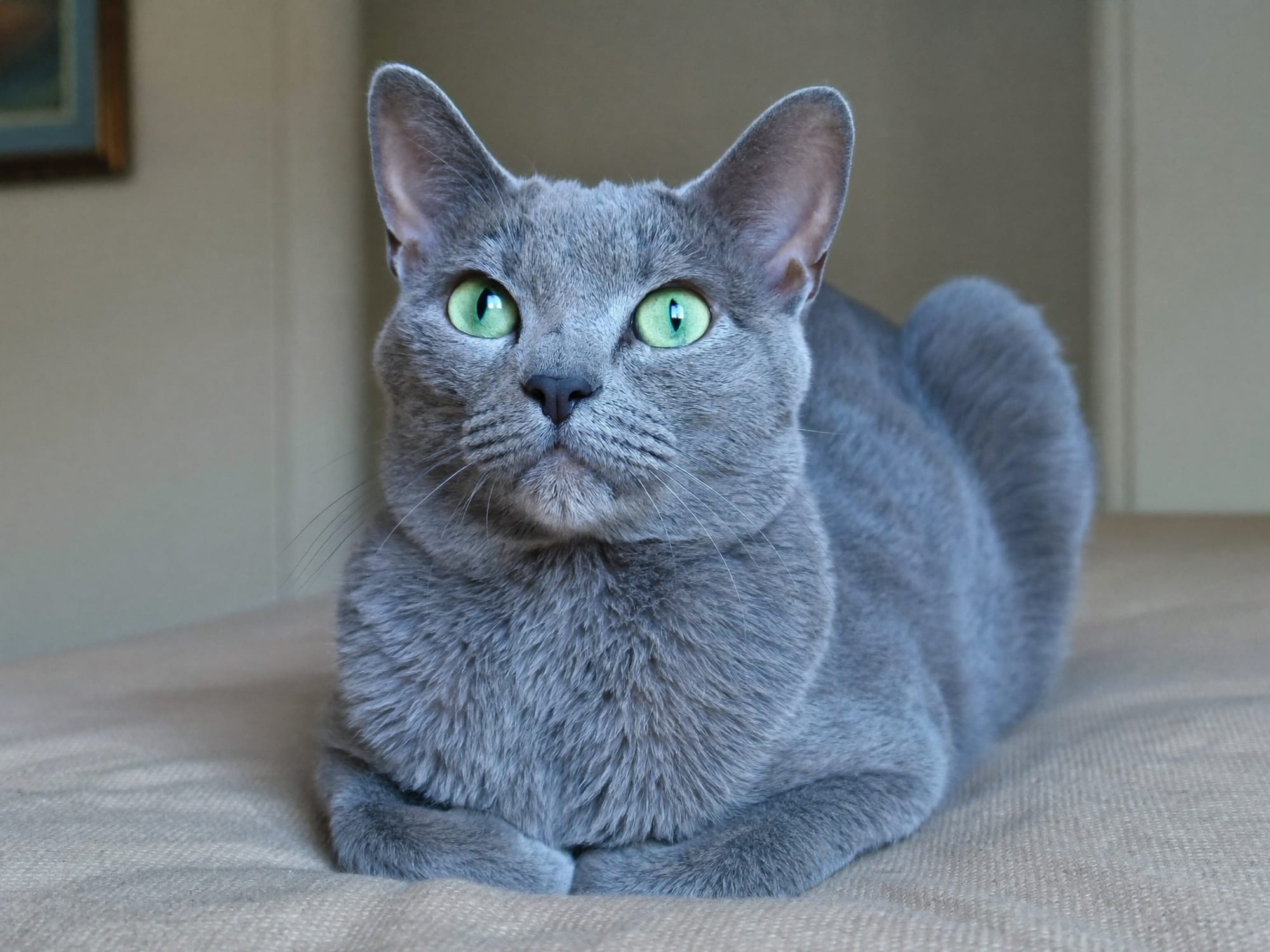 Korat