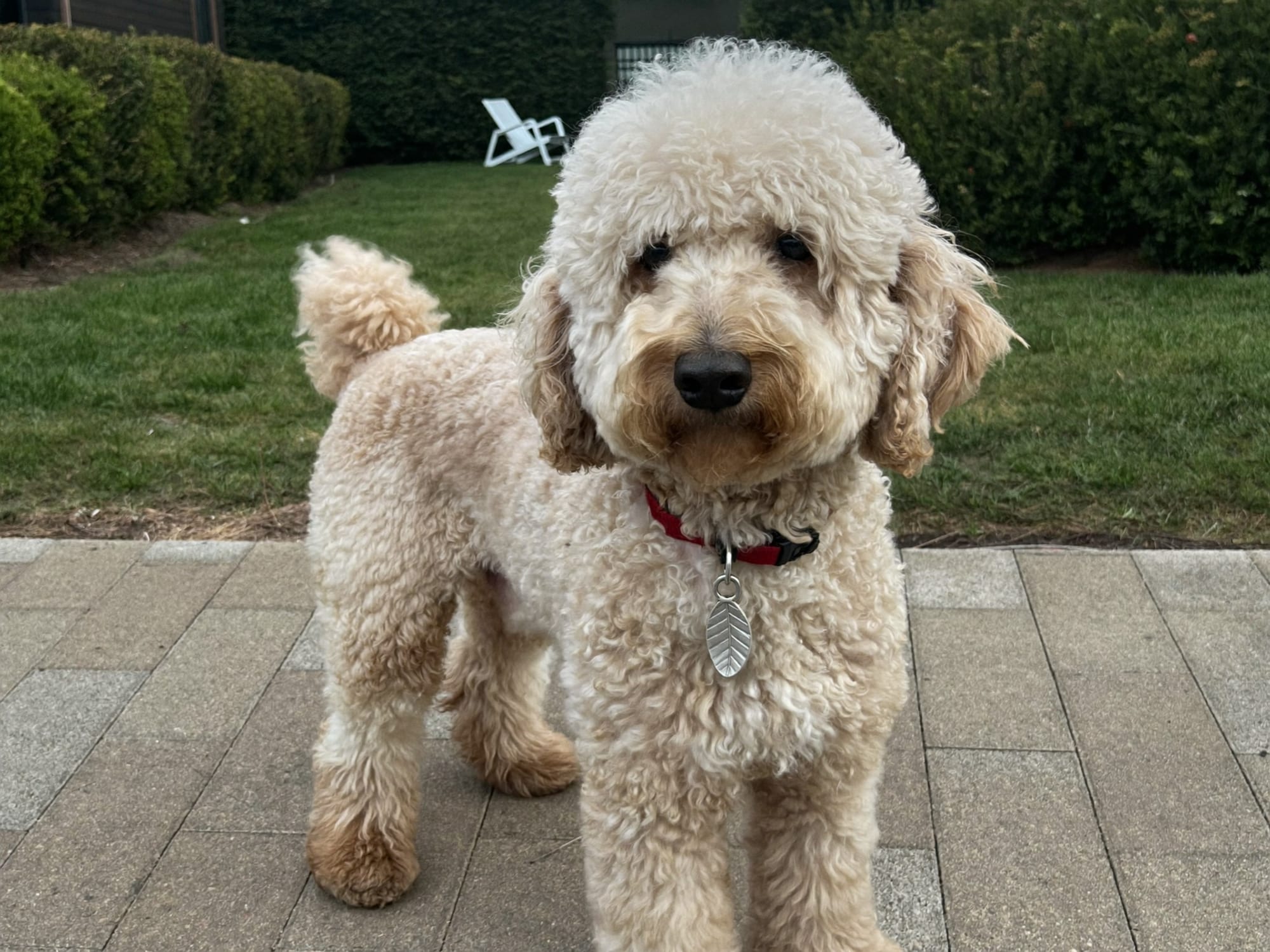 Labradoodle