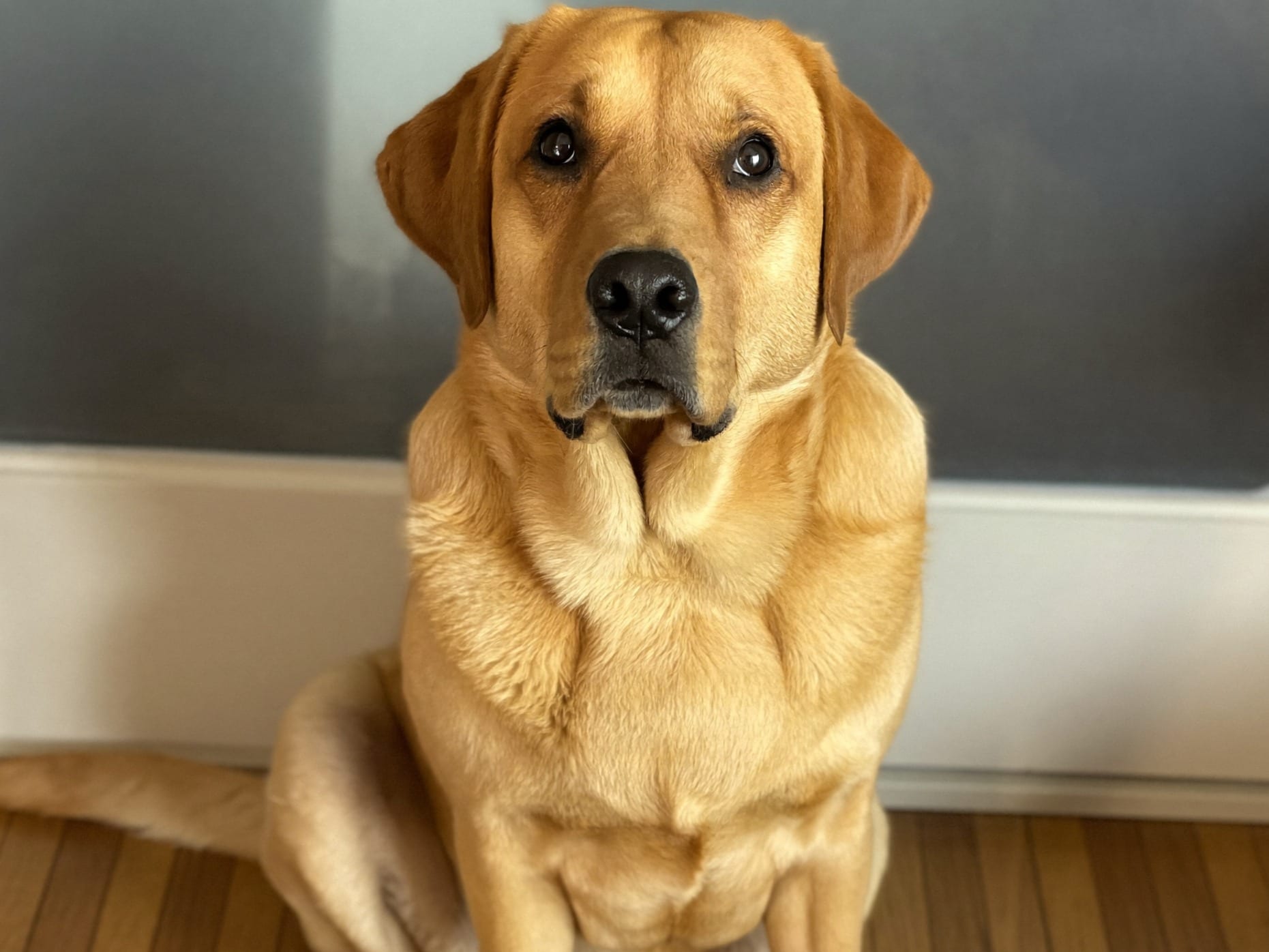 Labrador Retriever