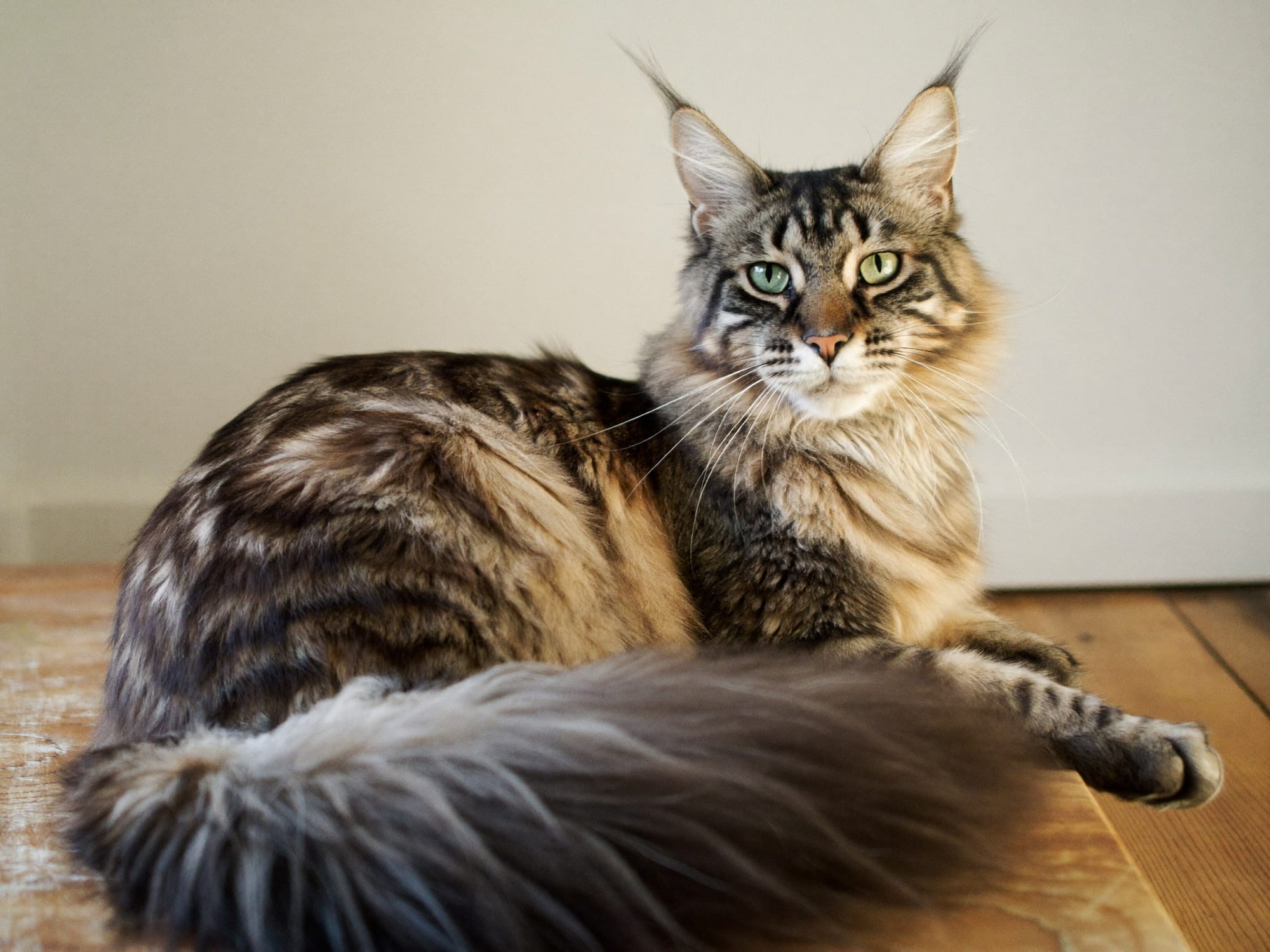 Maine Coon