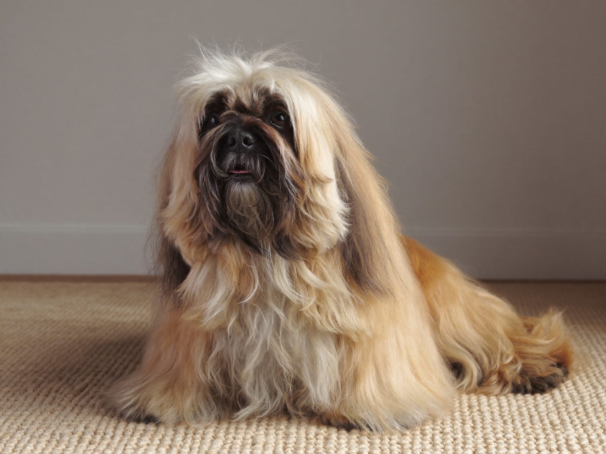 Lhasa Apso