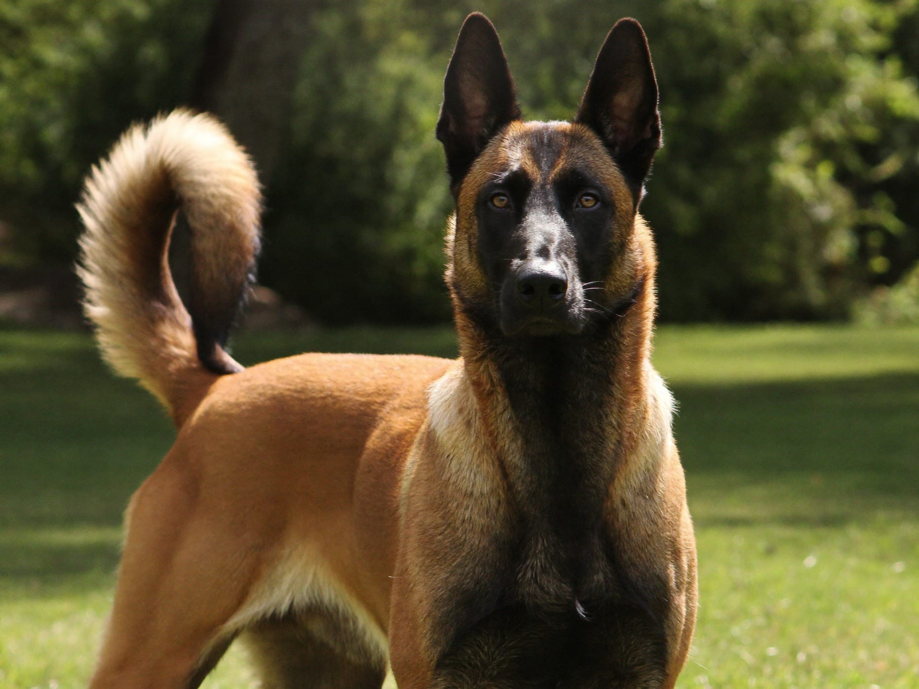 Malinois Belga