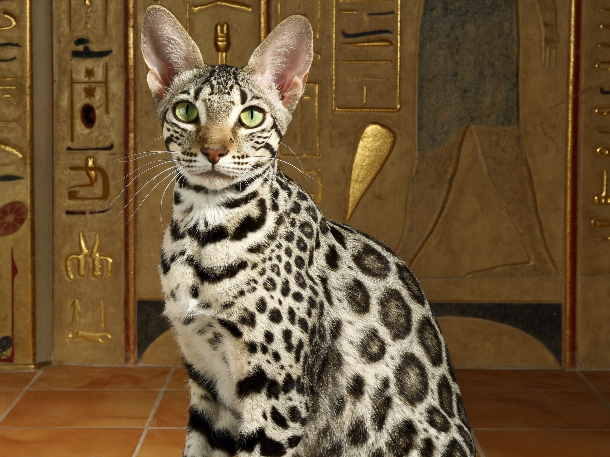 Mau Egipcio
