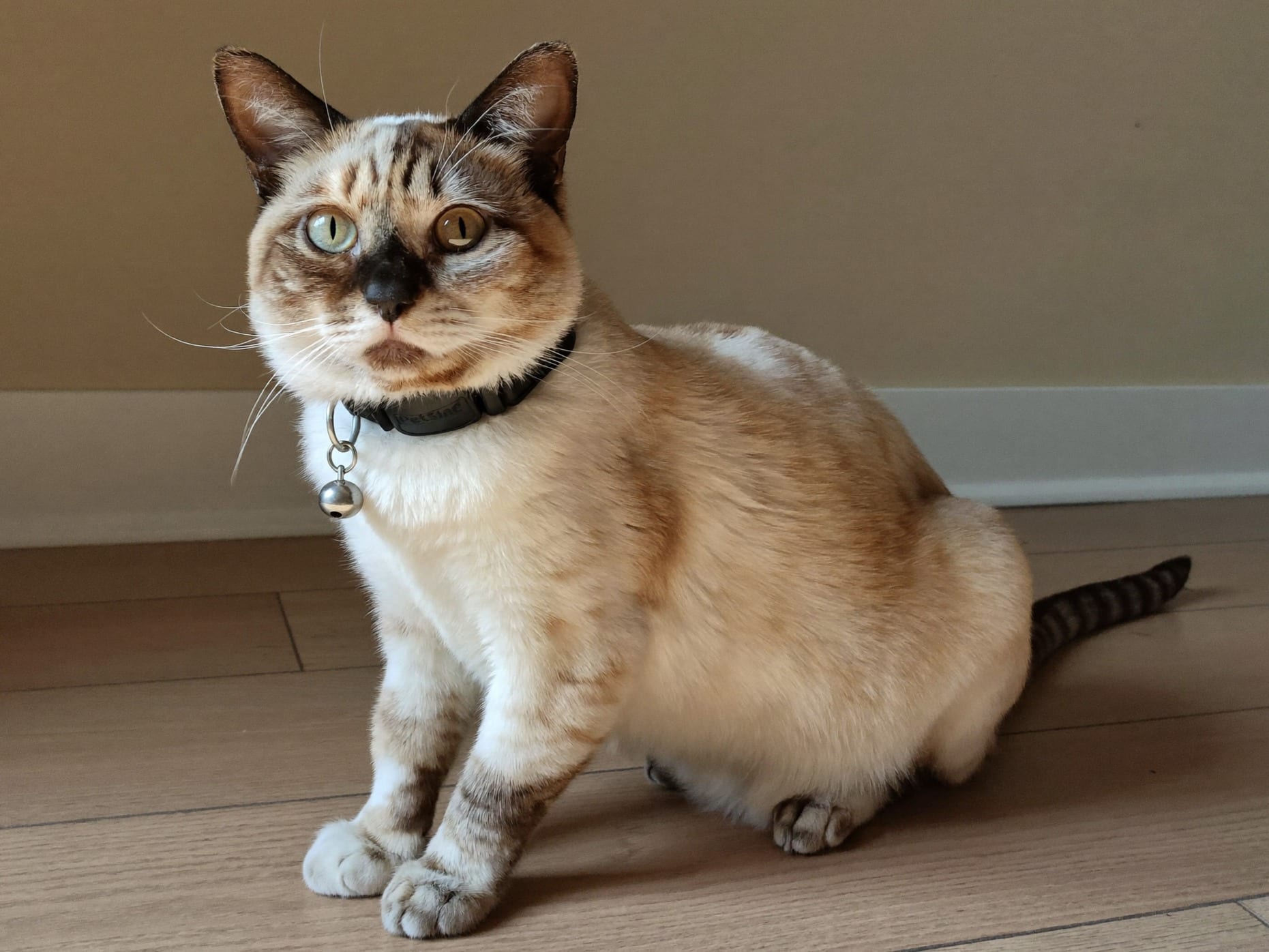 Munchkin