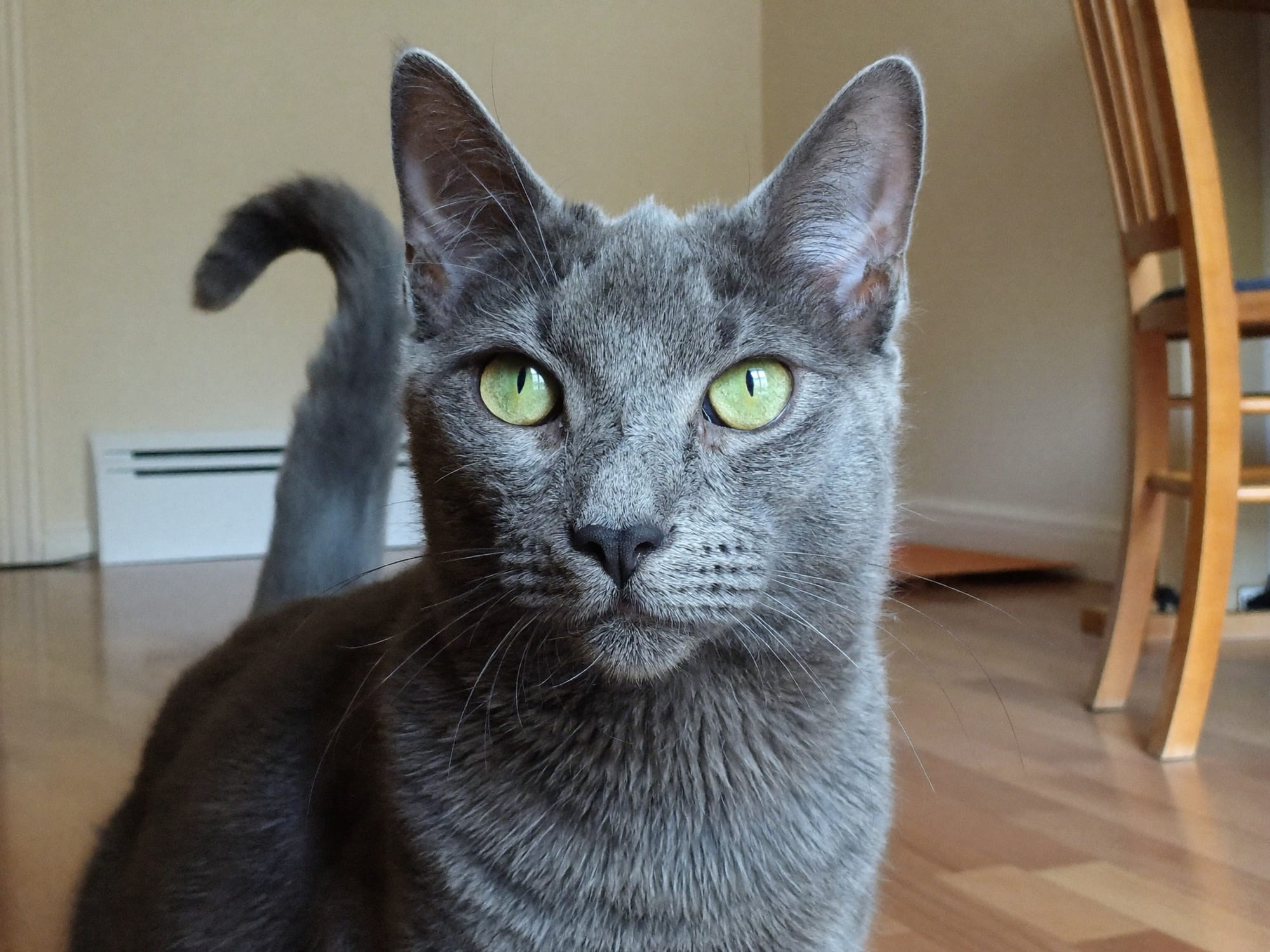 Nebelung