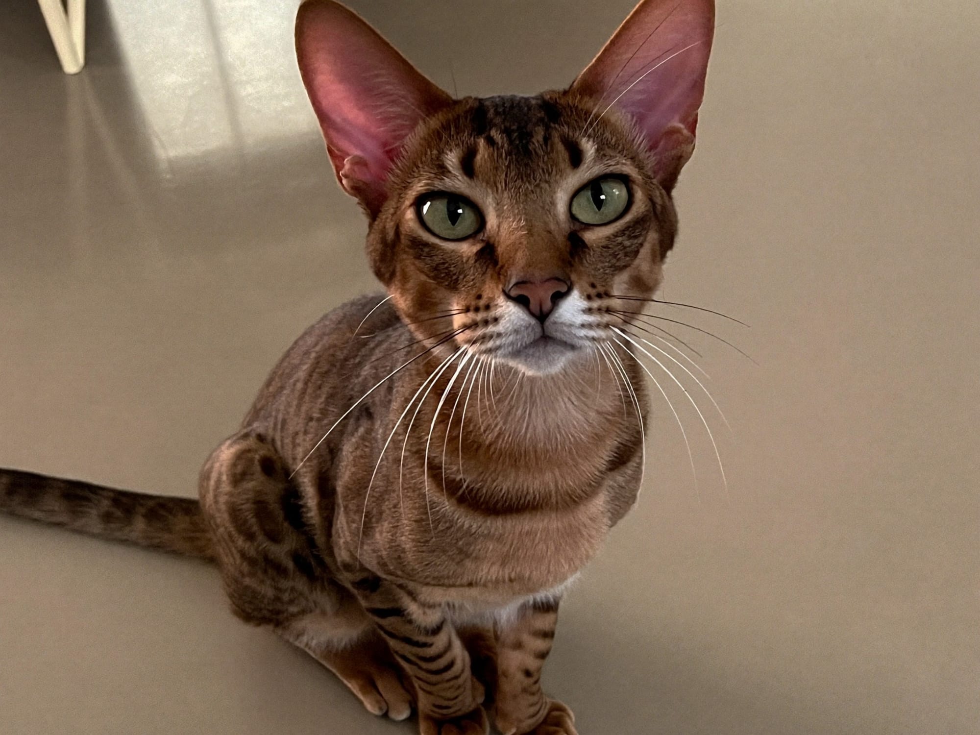 Ocicat