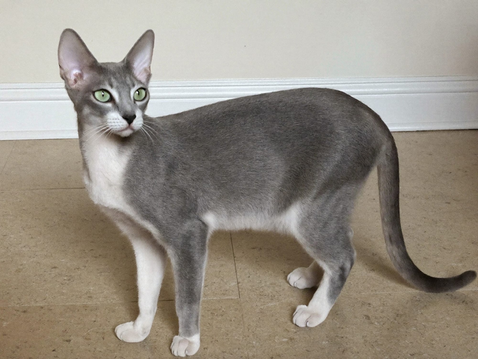 Oriental Shorthair