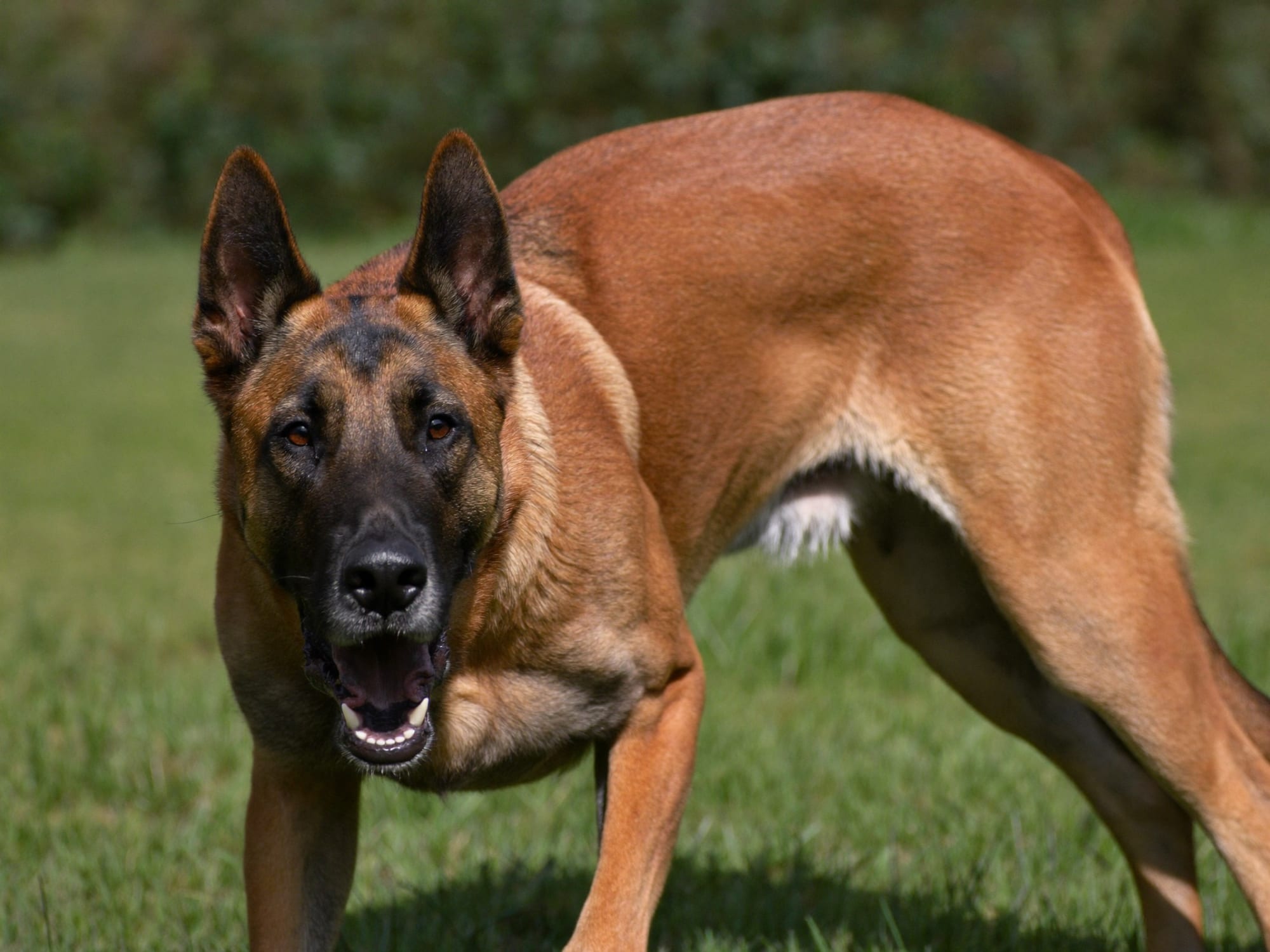 Pastor Belga Malinois