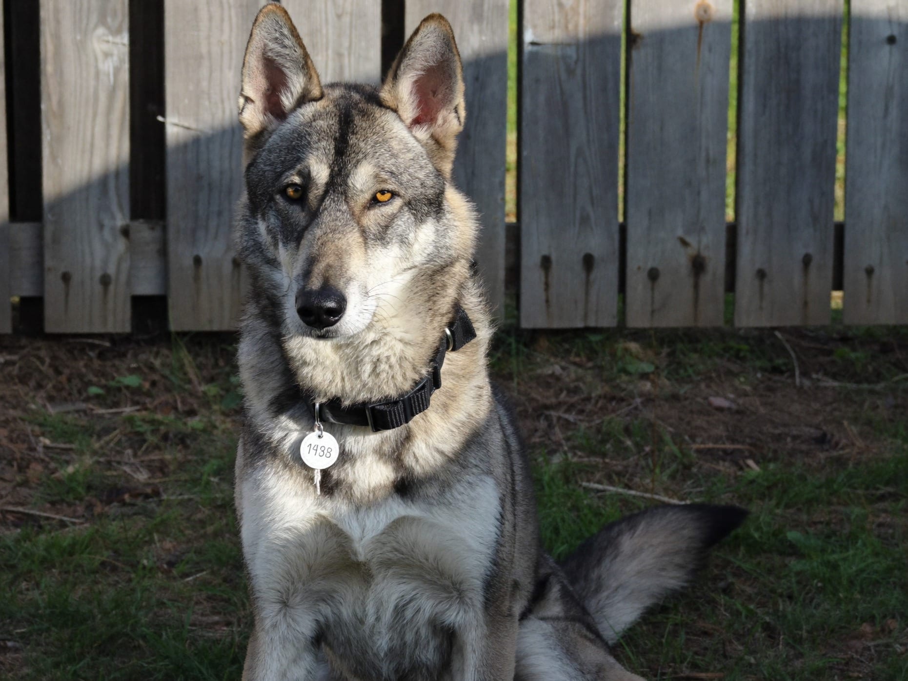 Perro Lobo Checoslovaco