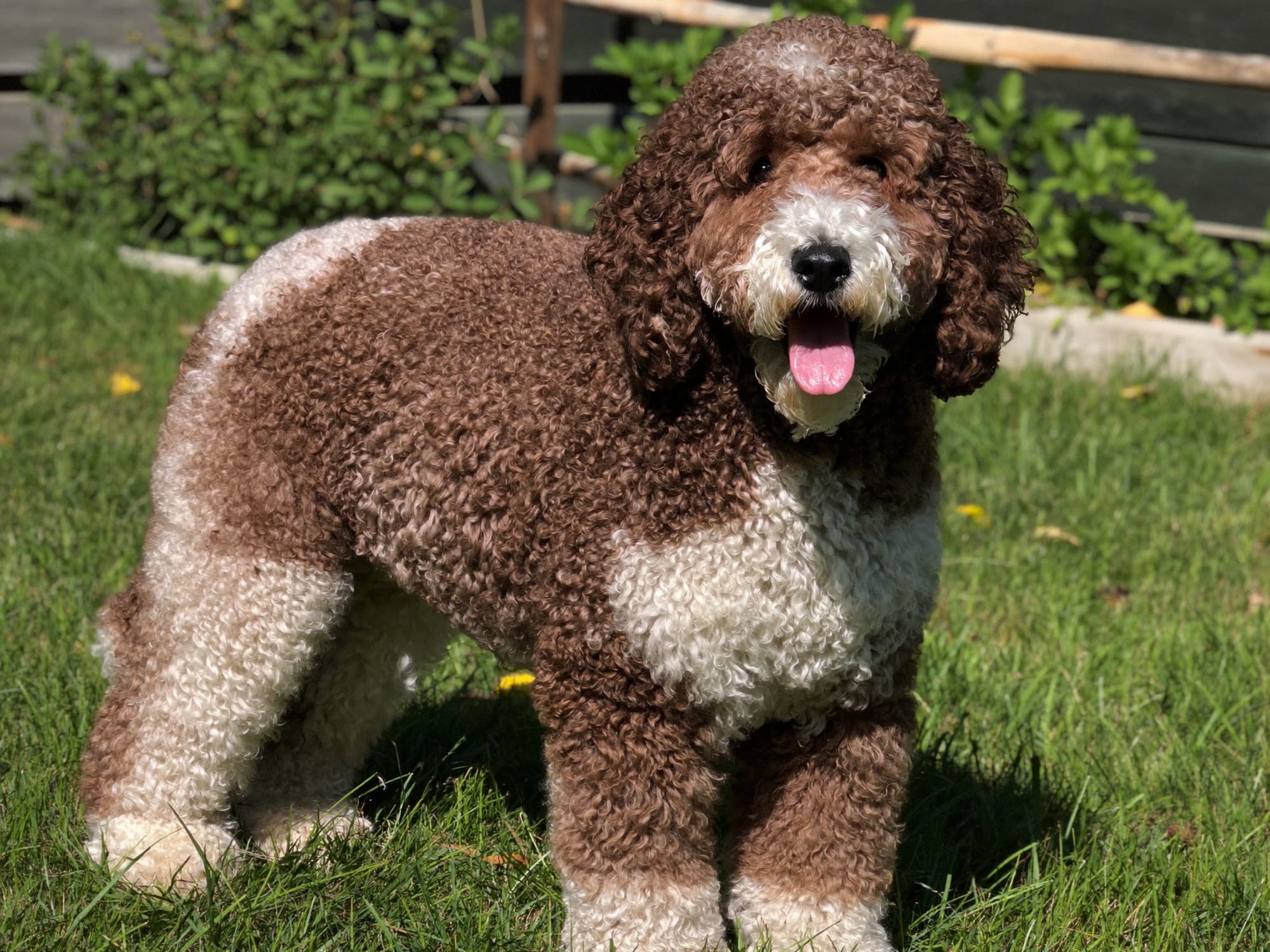 Perro de Agua Español