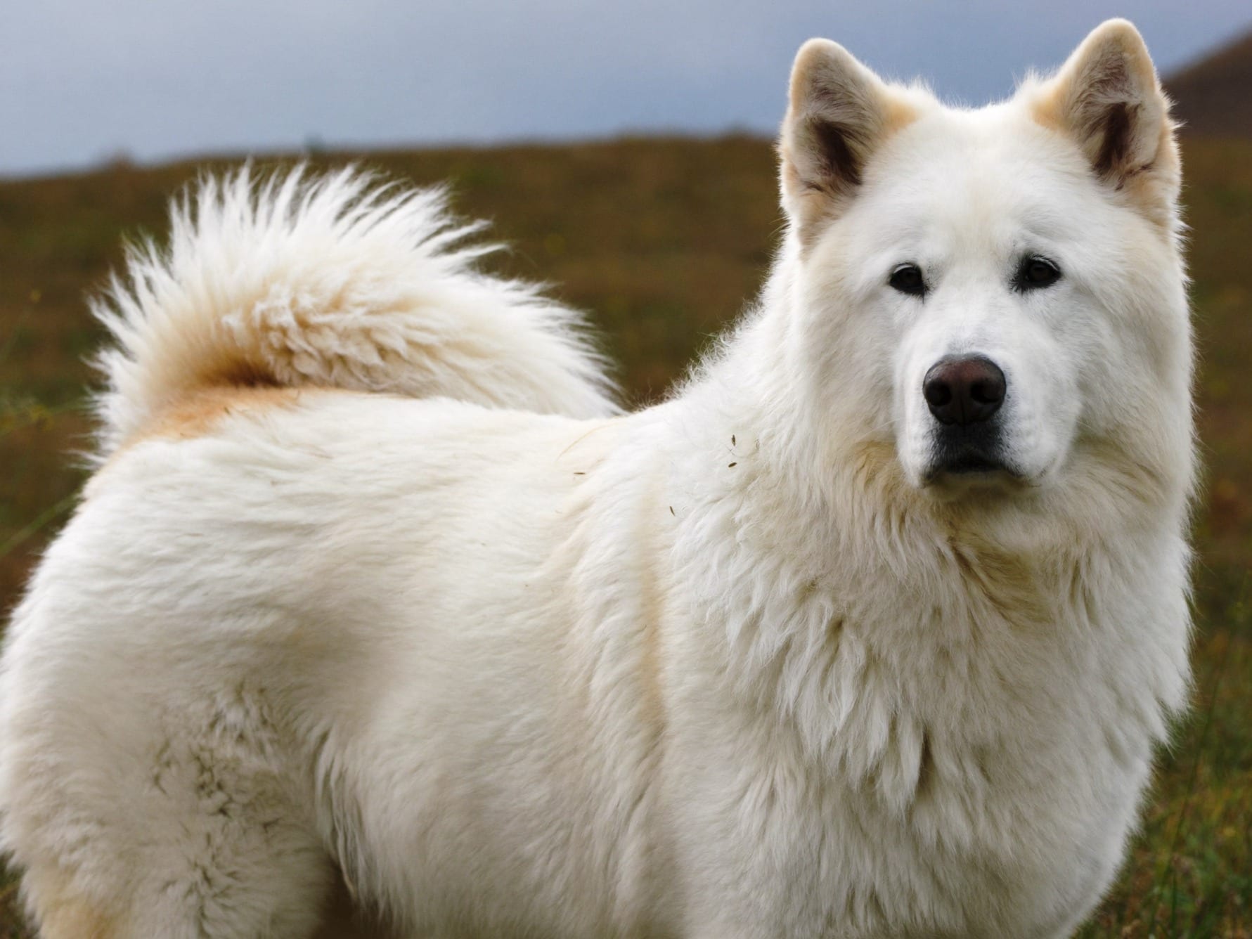 Perro de Montaña de los Pirineos