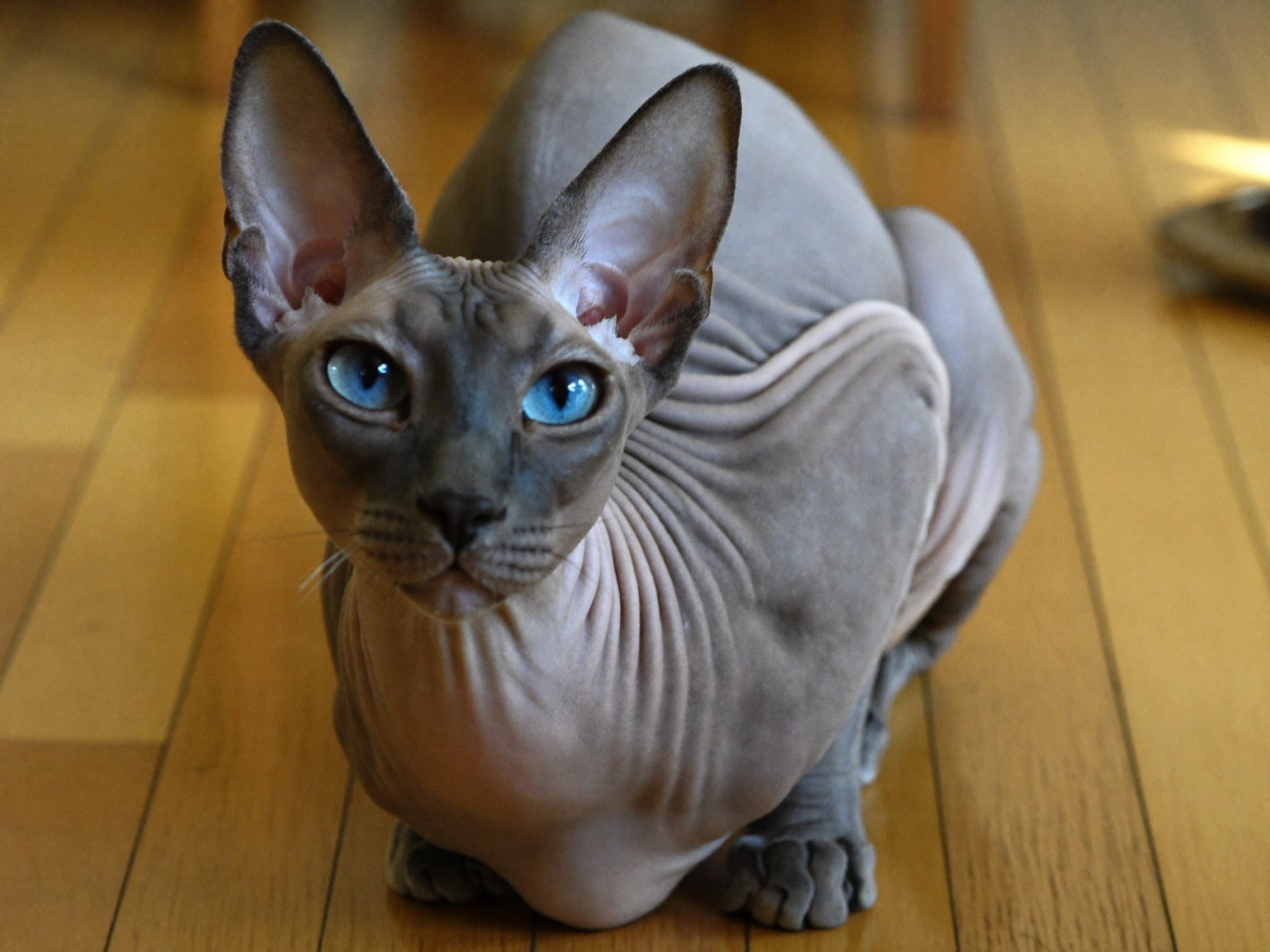 Peterbald