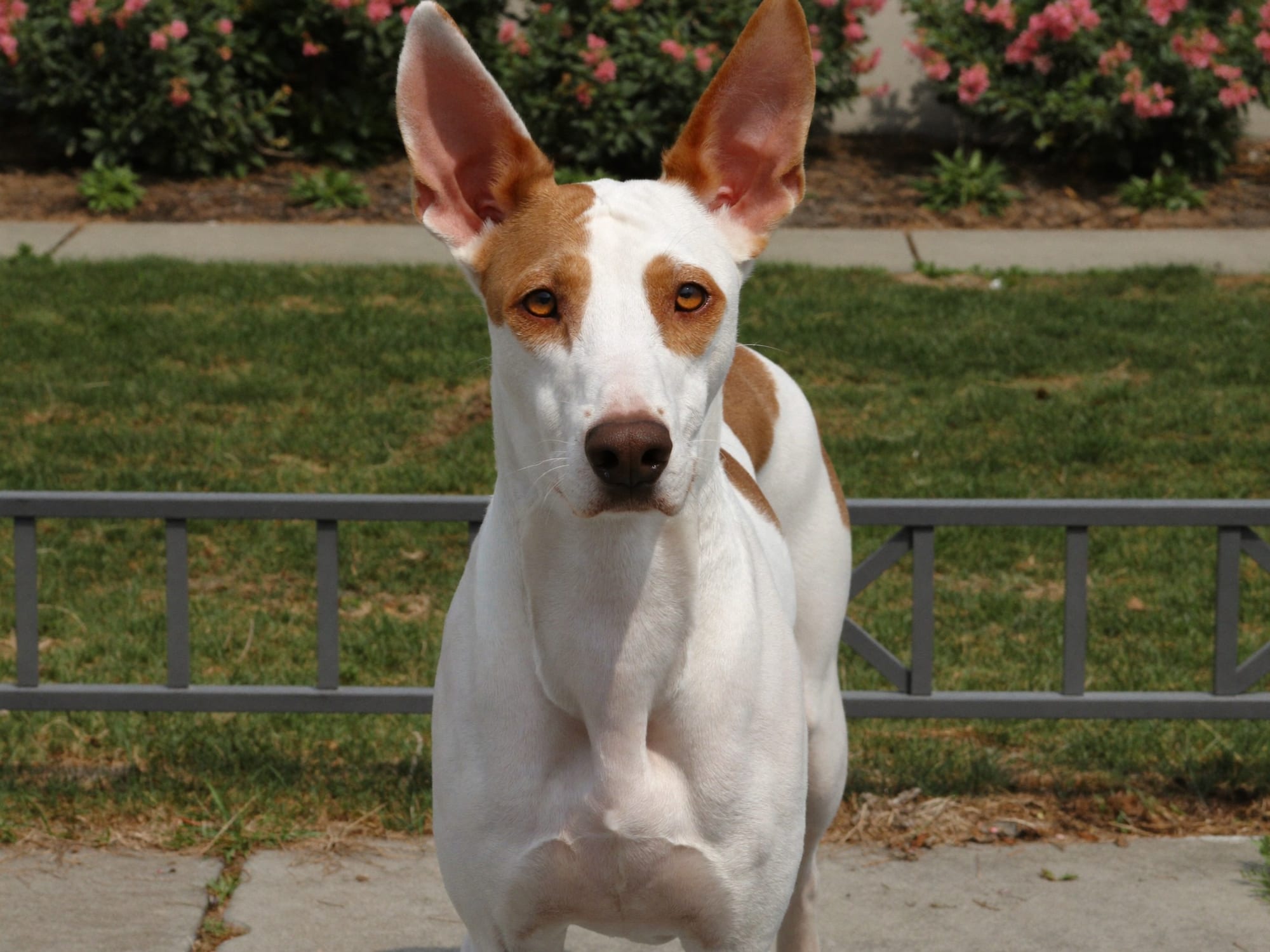 Podenco Ibicenco