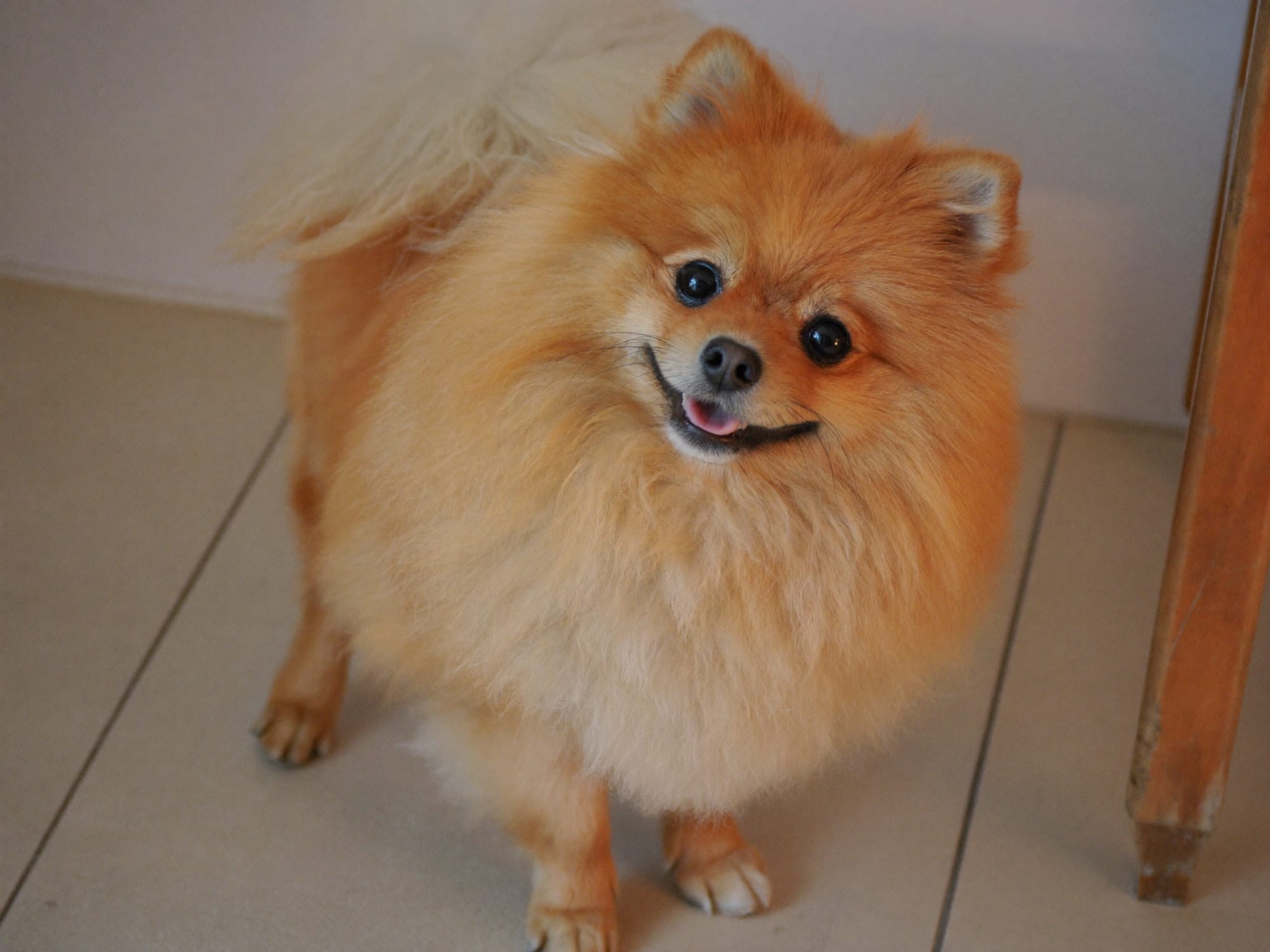 Pomerania