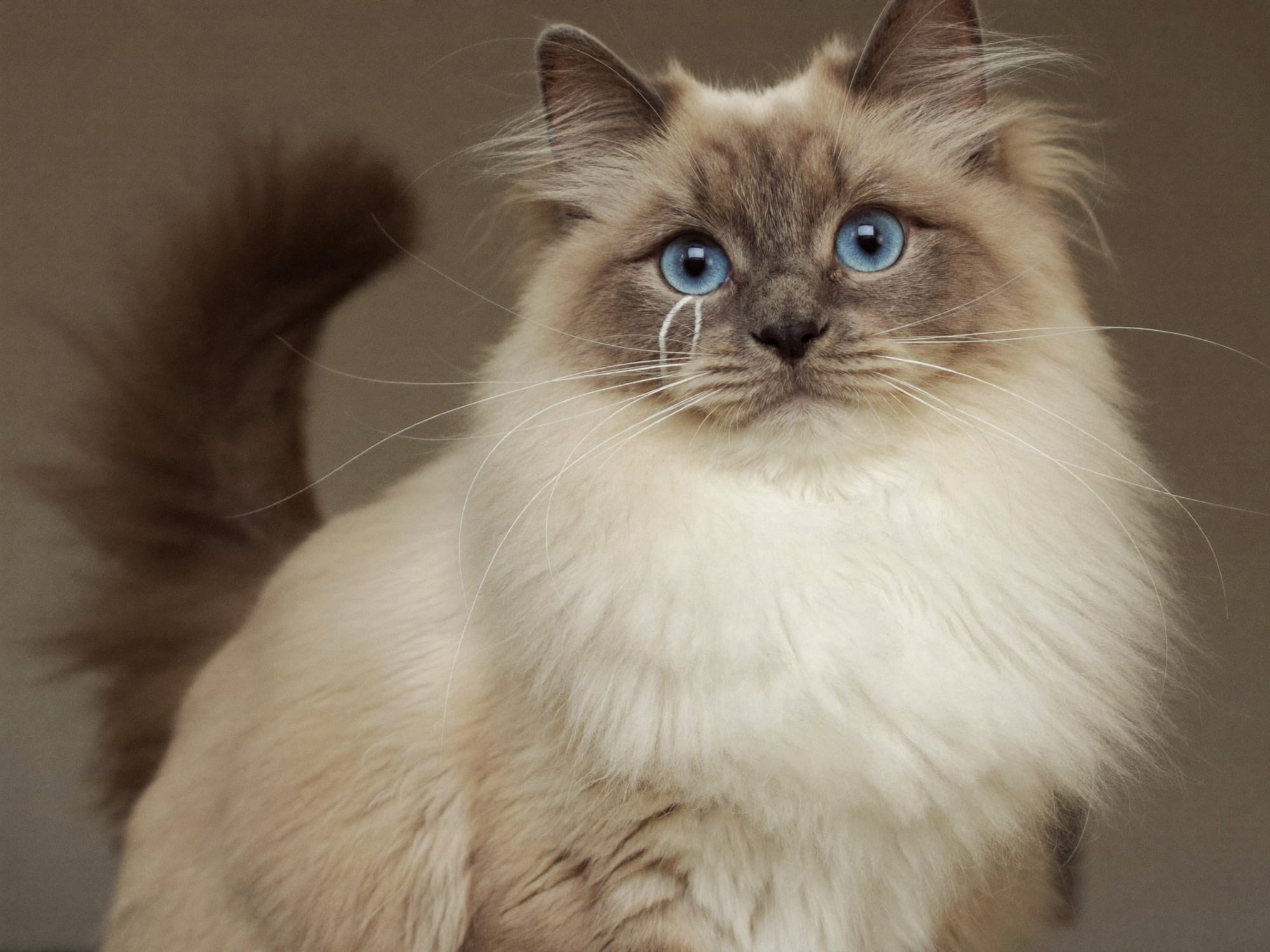 Ragdoll