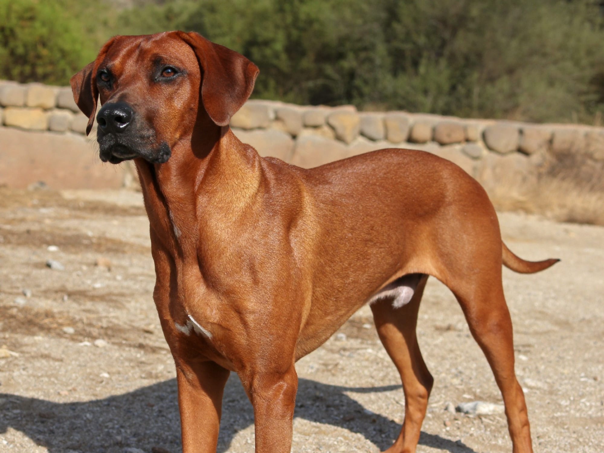 Rhodesian Ridgeback
