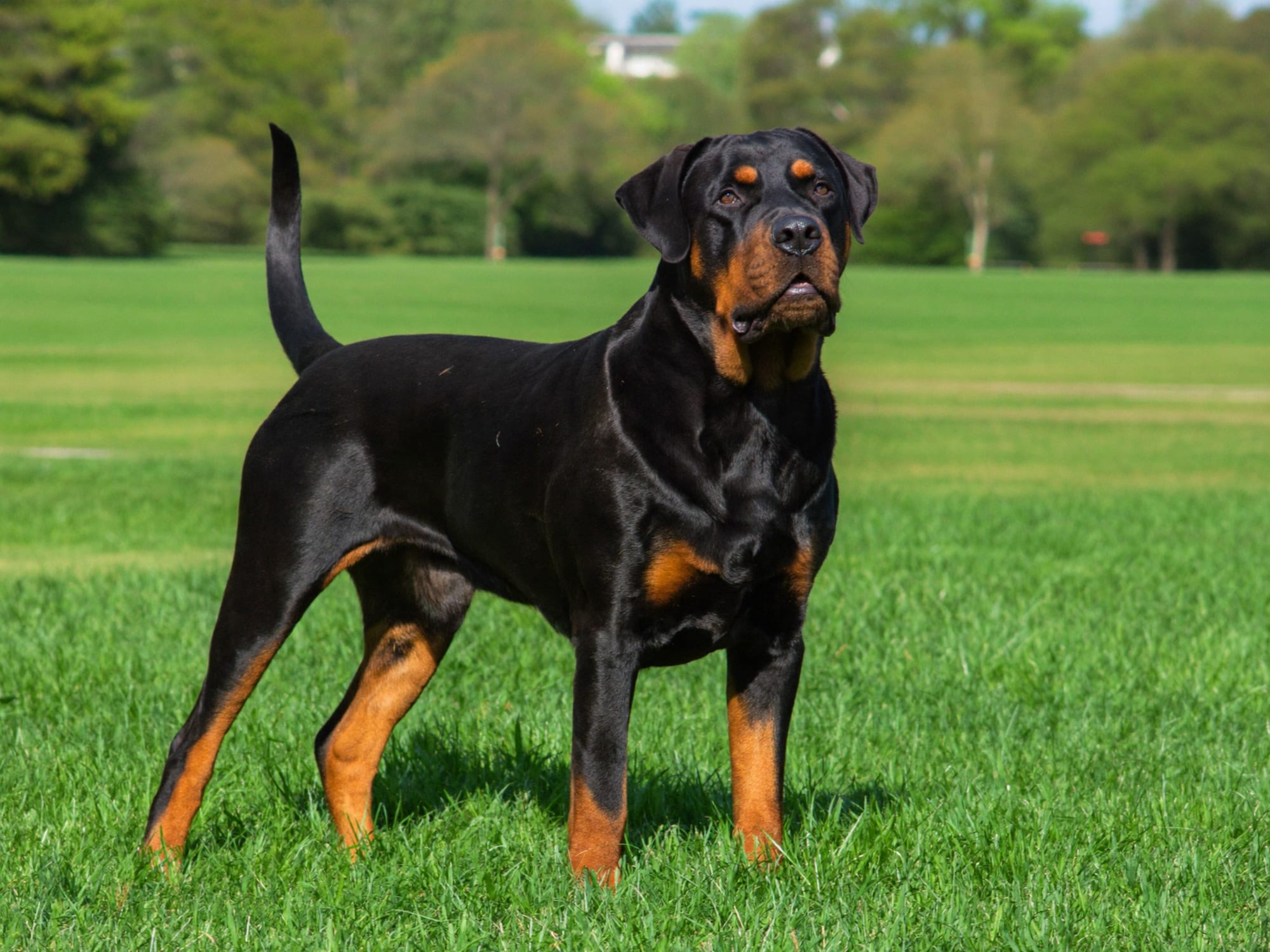 Rottweiler