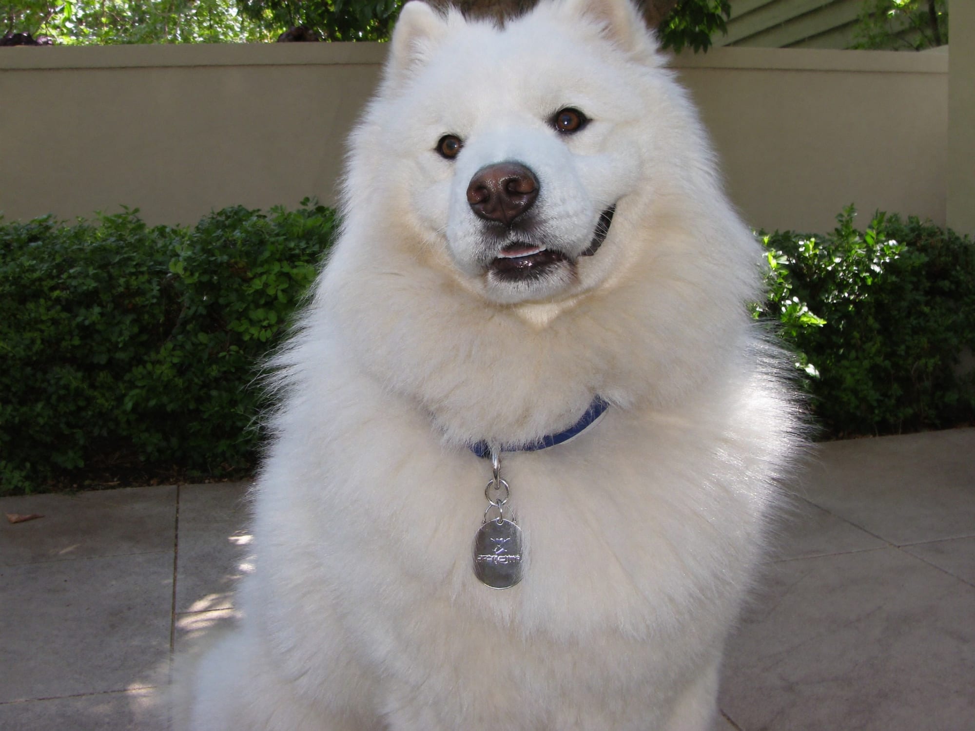 Samoyedo