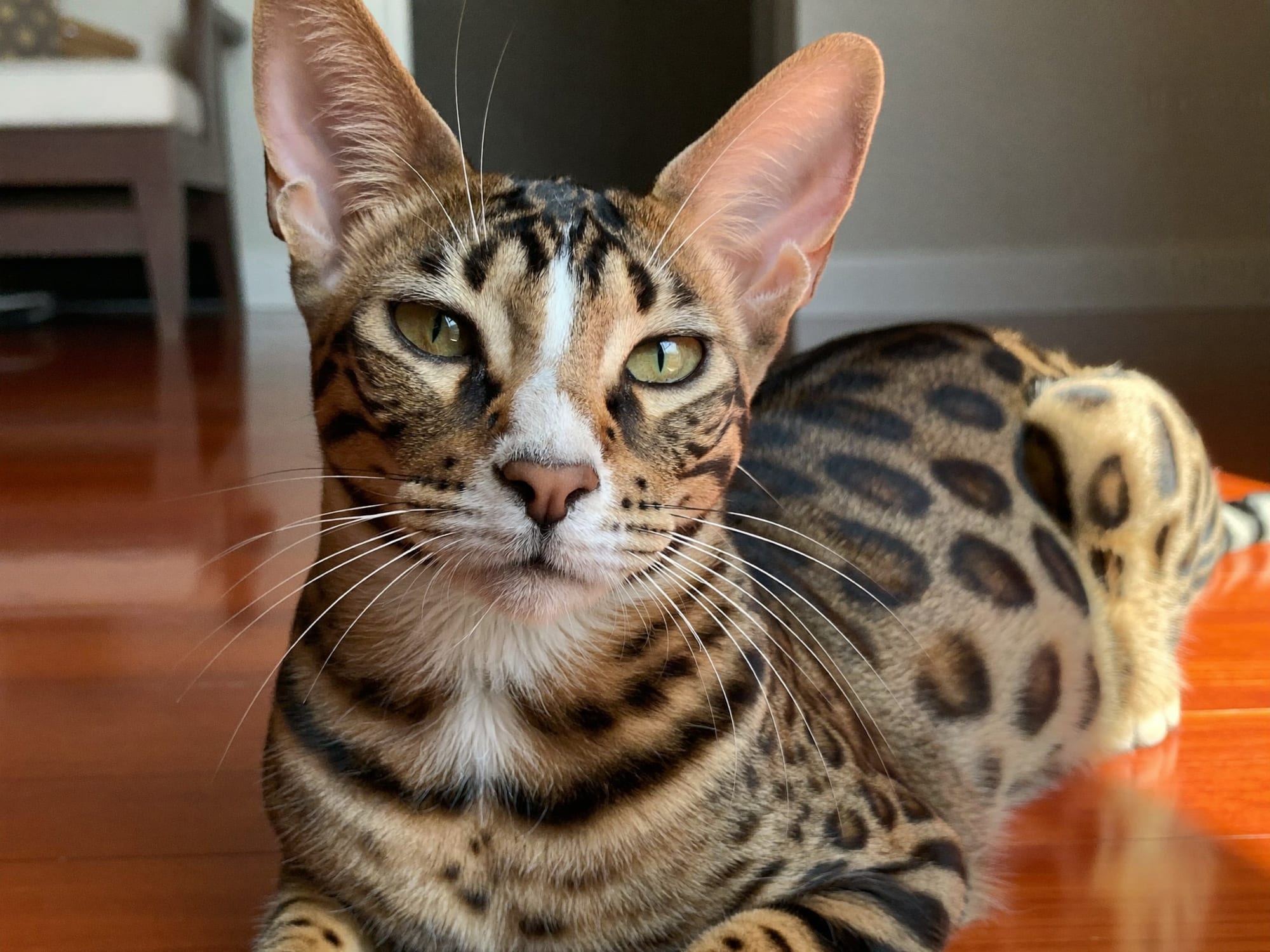 Savannah