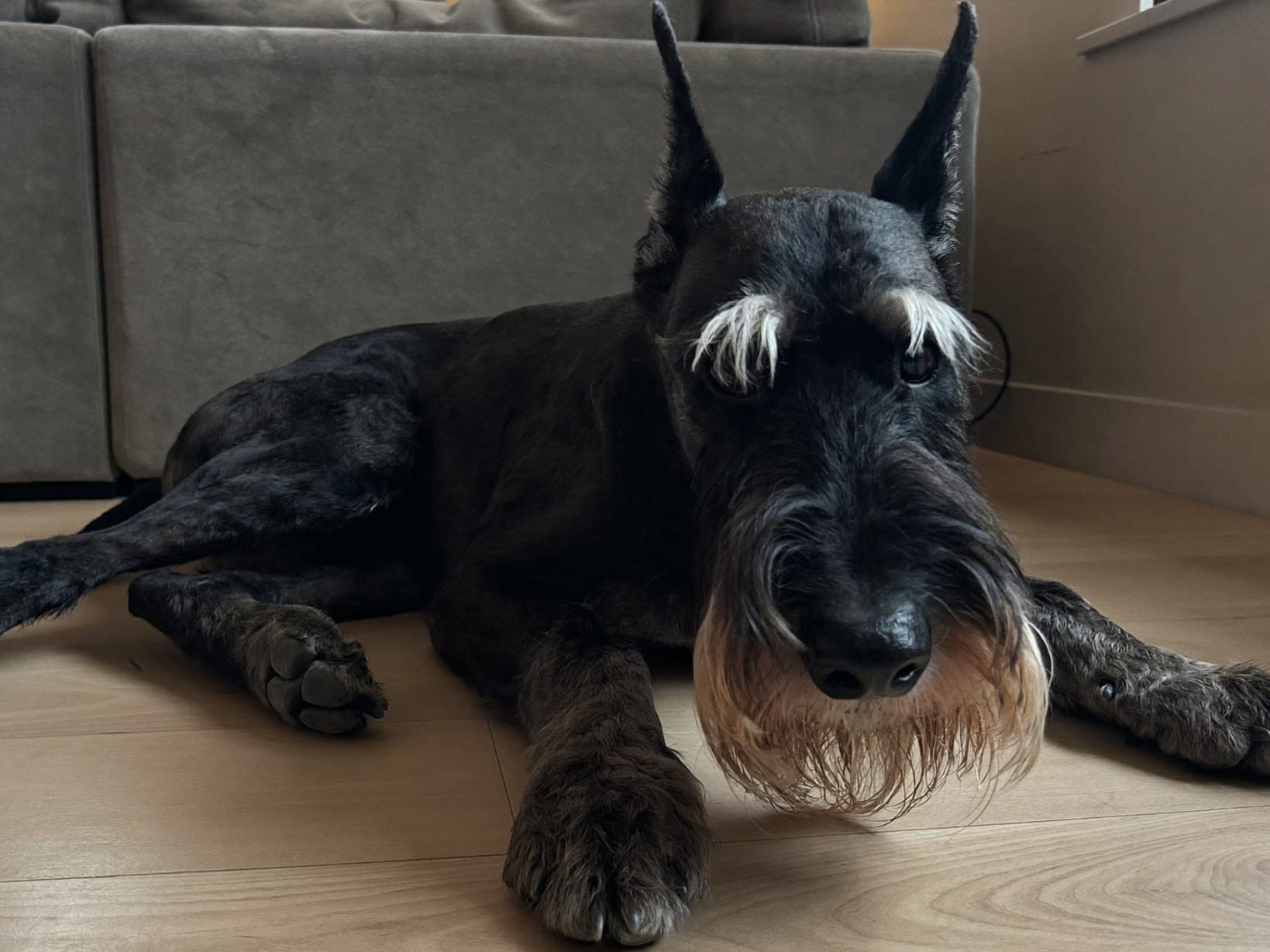 Schnauzer Gigante