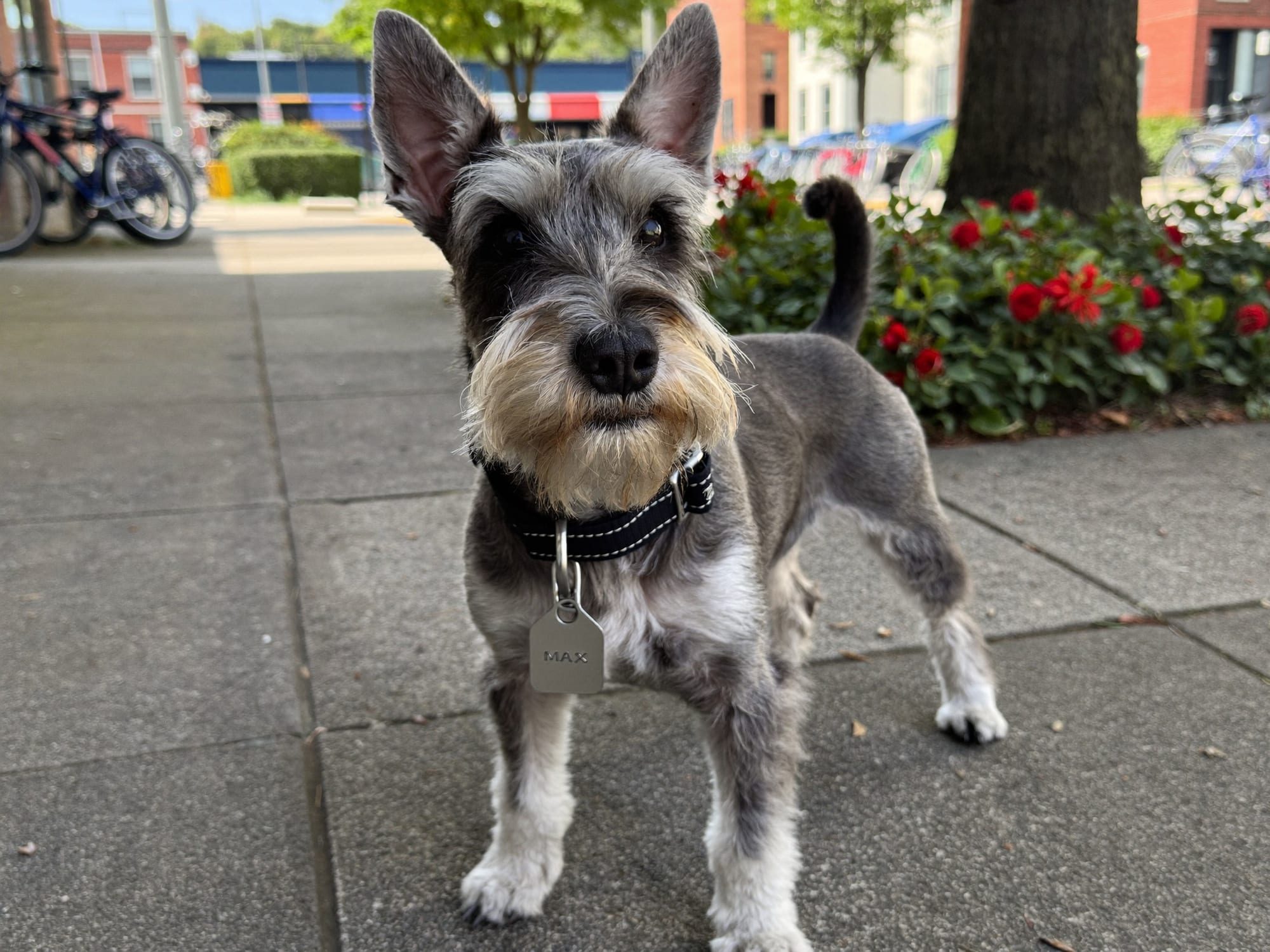 Schnauzer Miniatura