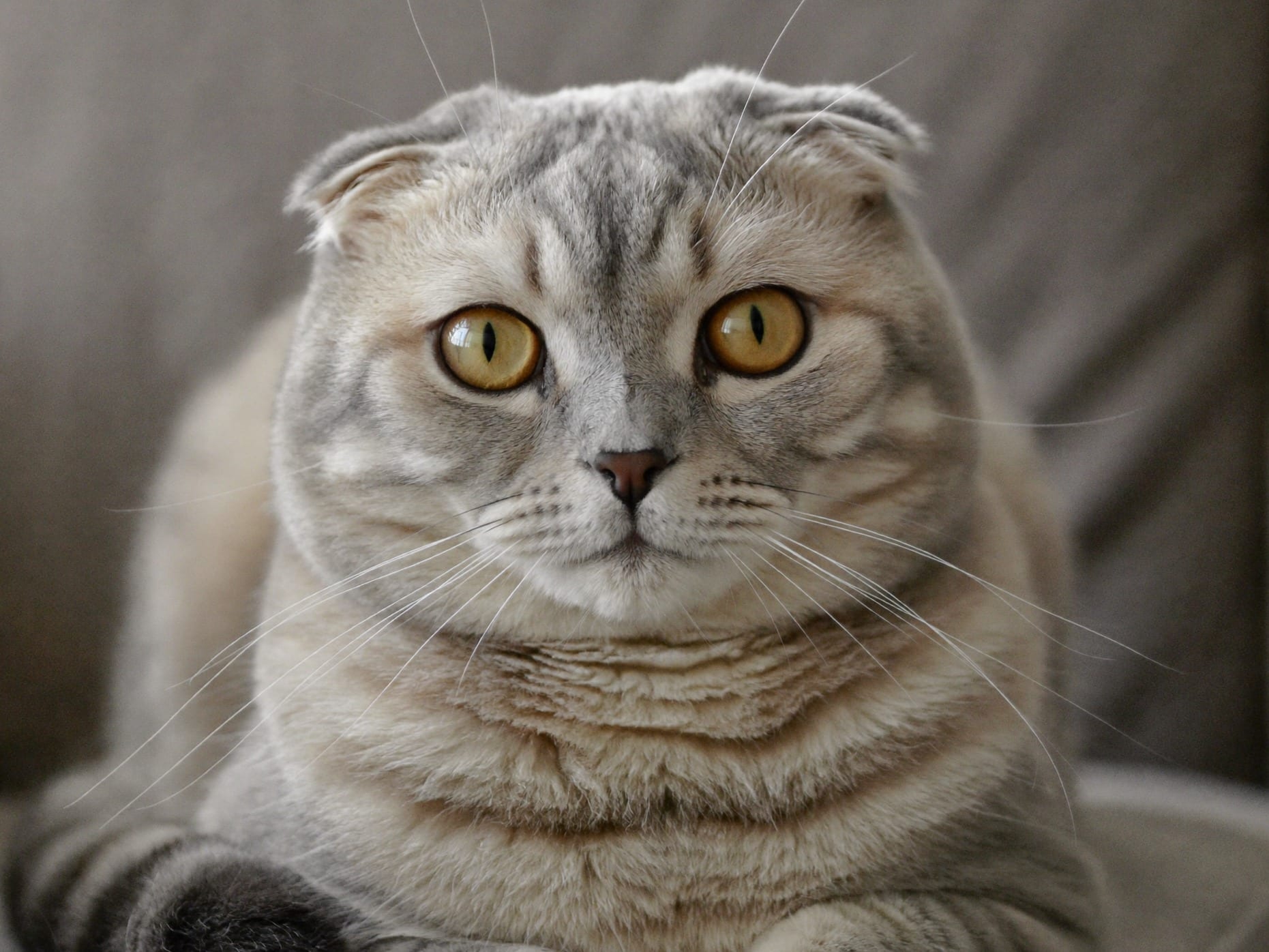 Scottish Fold