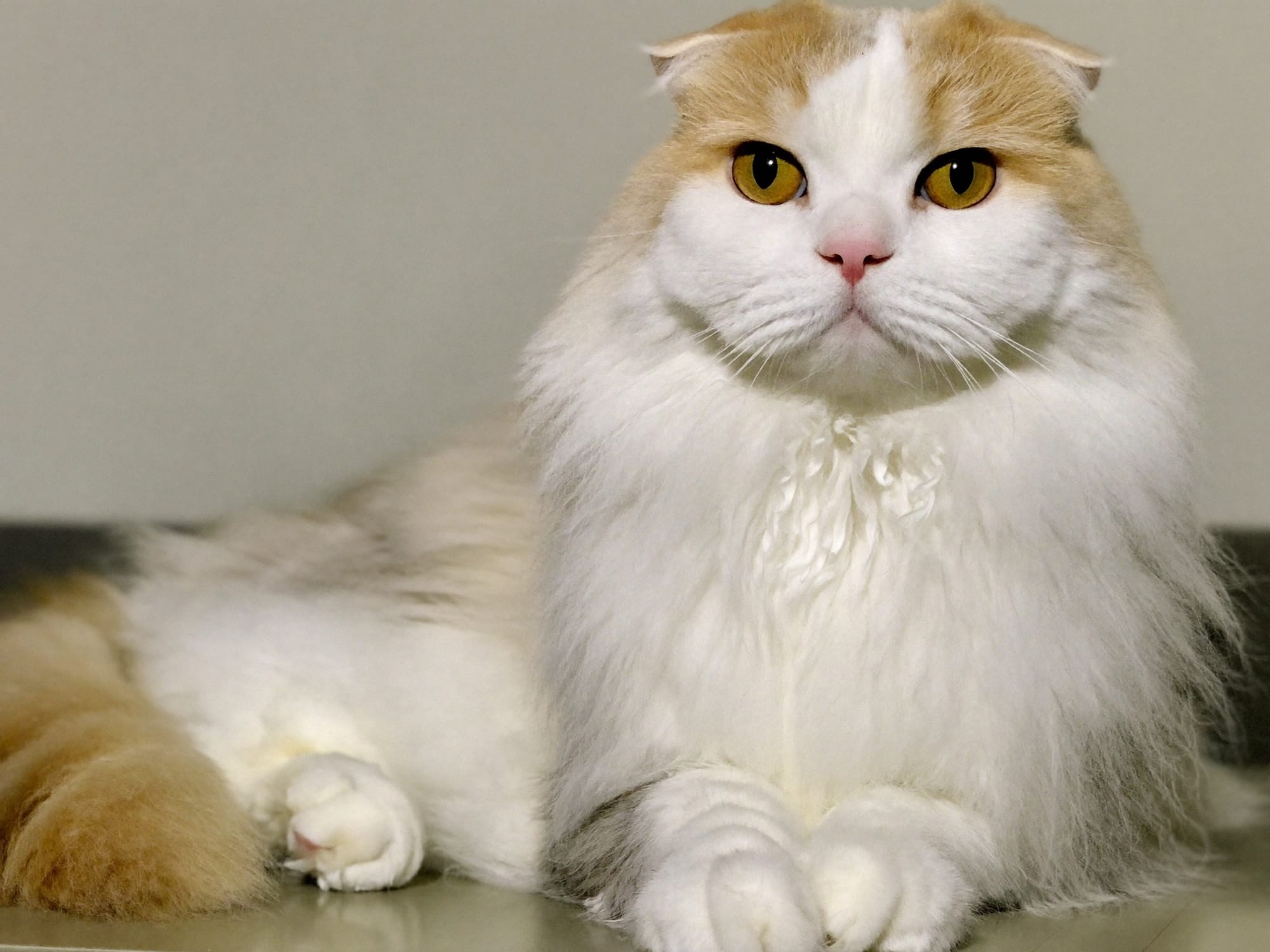 Scottish Fold de Pelo Largo