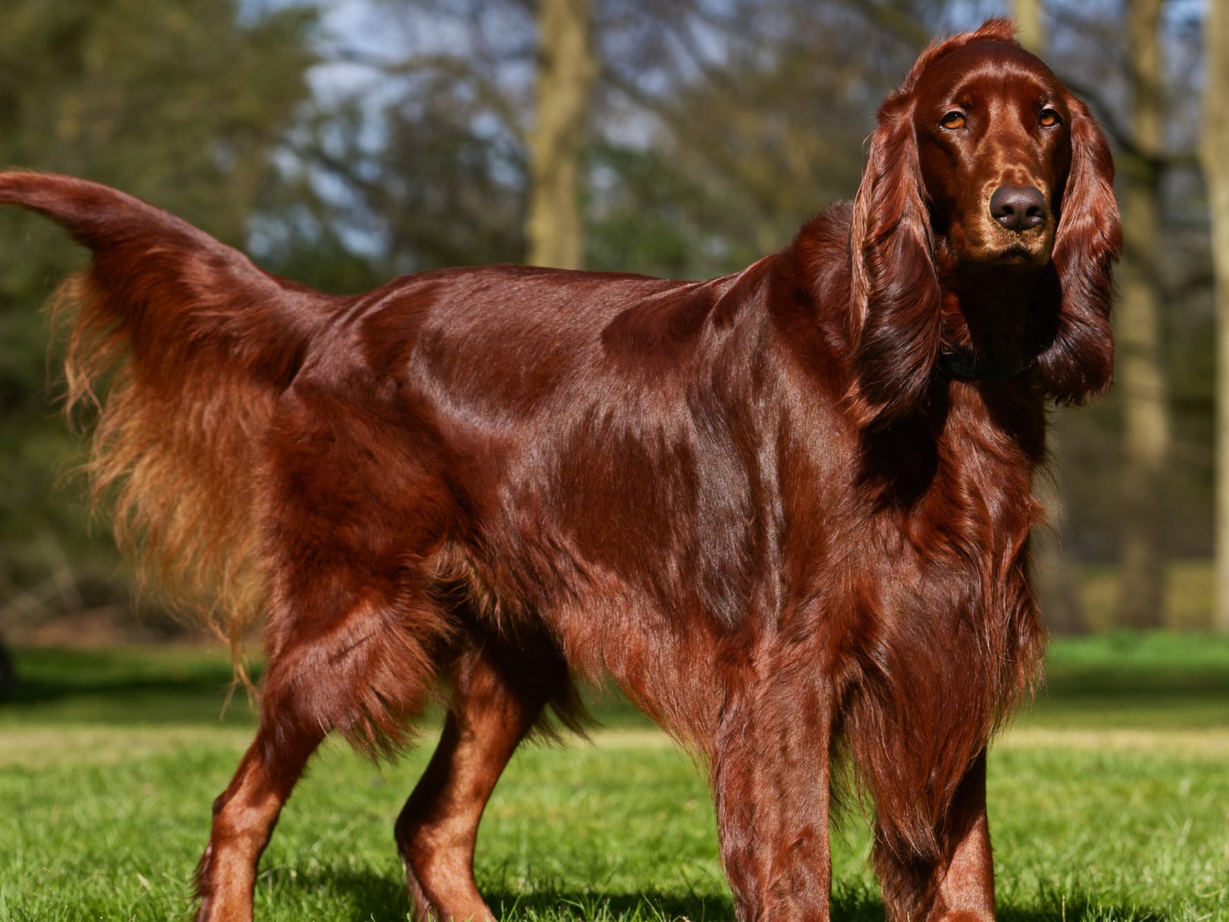 Setter Irlandés