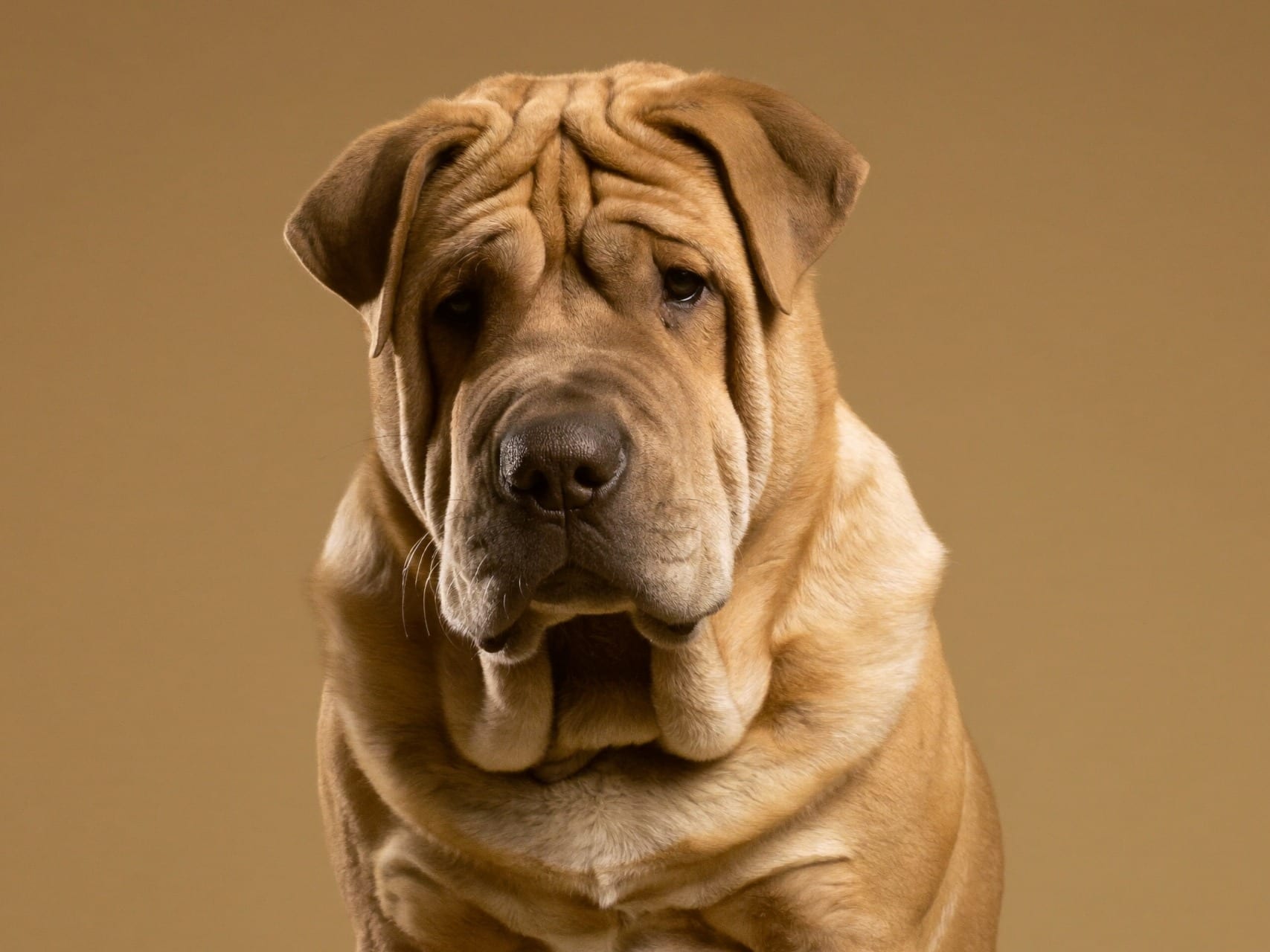 Shar Pei