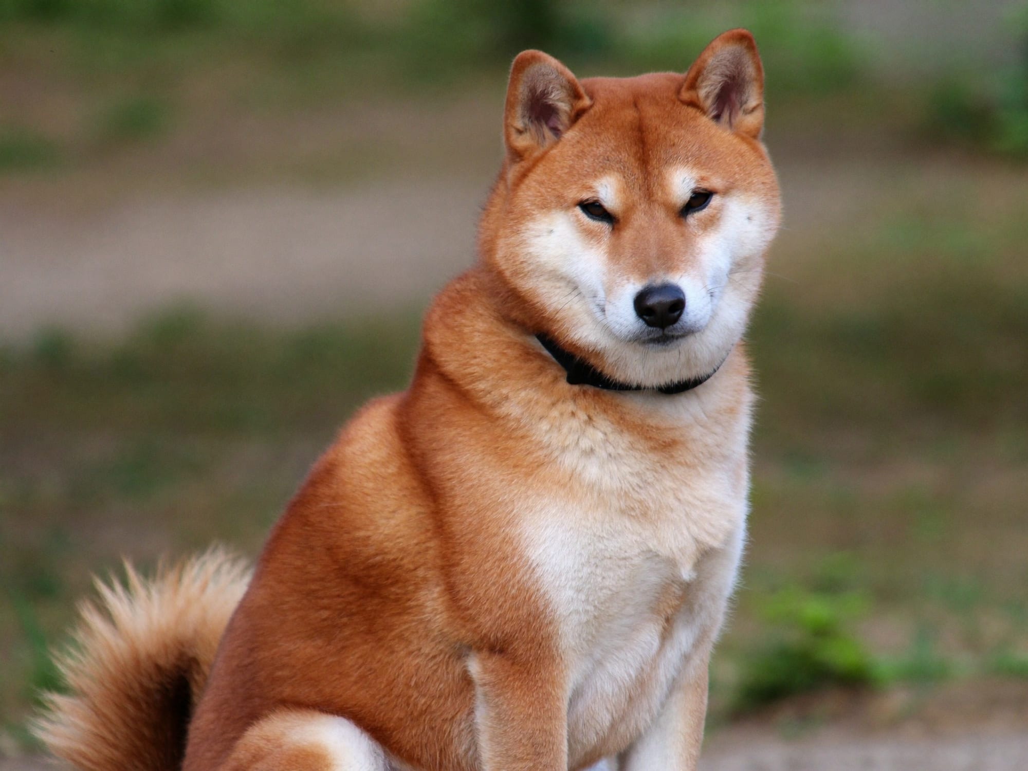 Shiba Inu