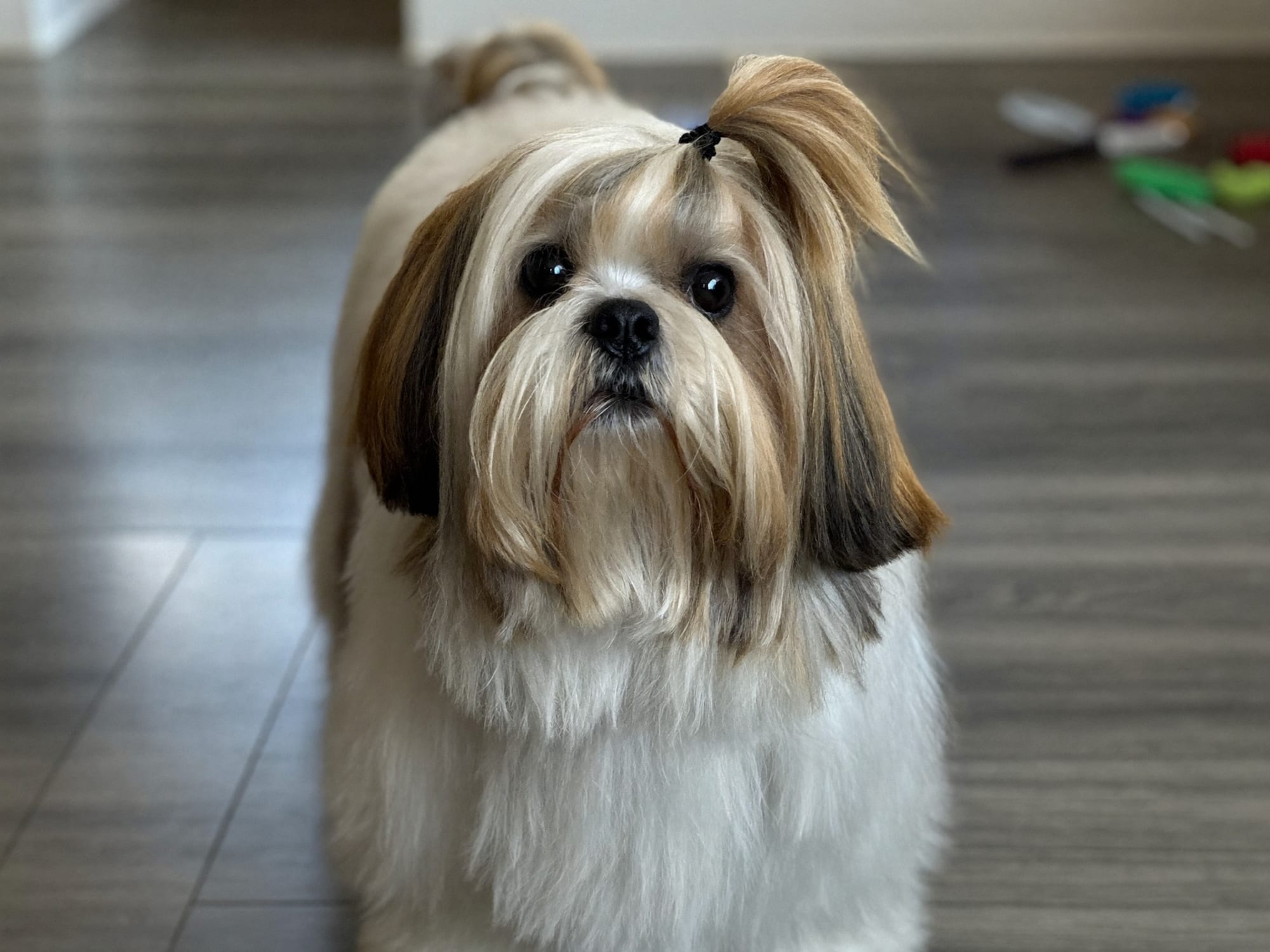 Shih Tzu