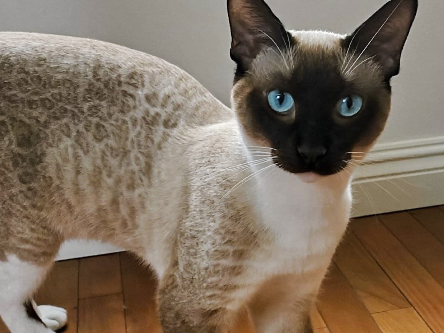 Snowshoe