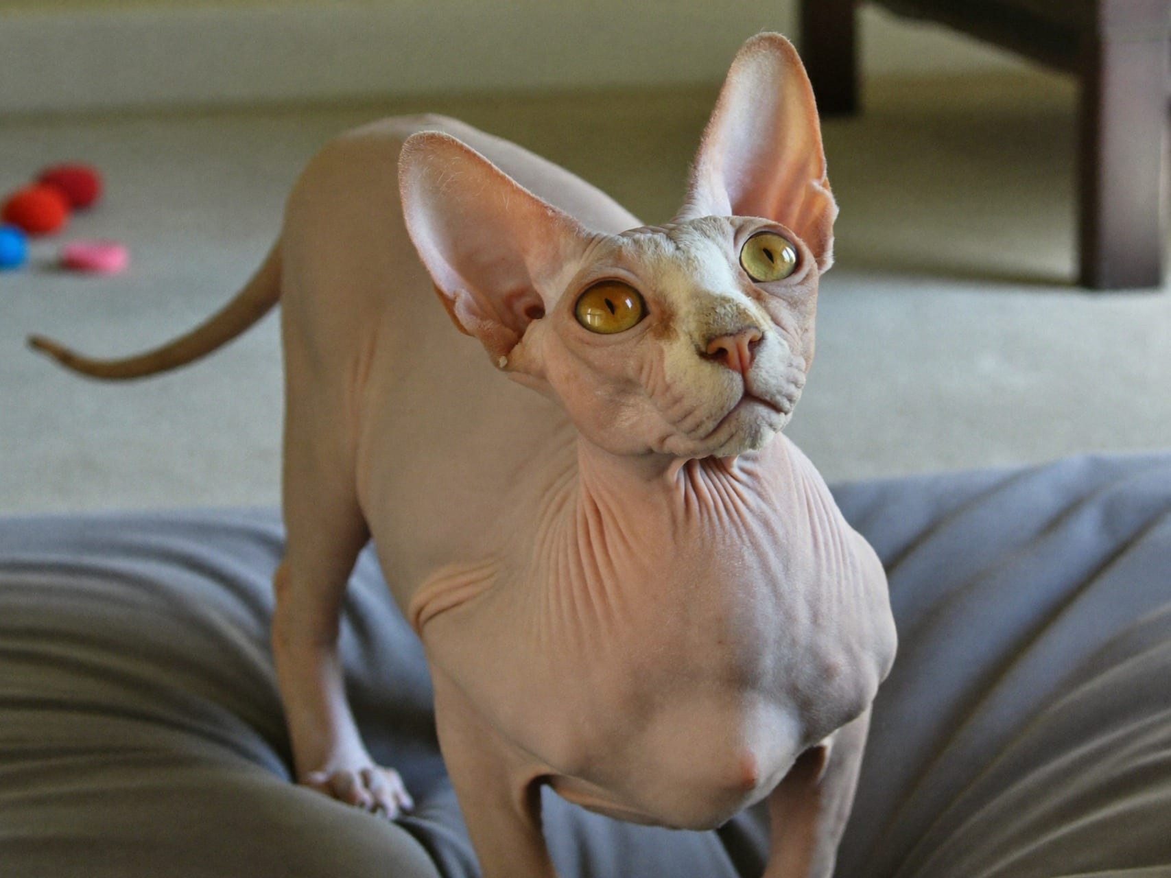 Sphynx