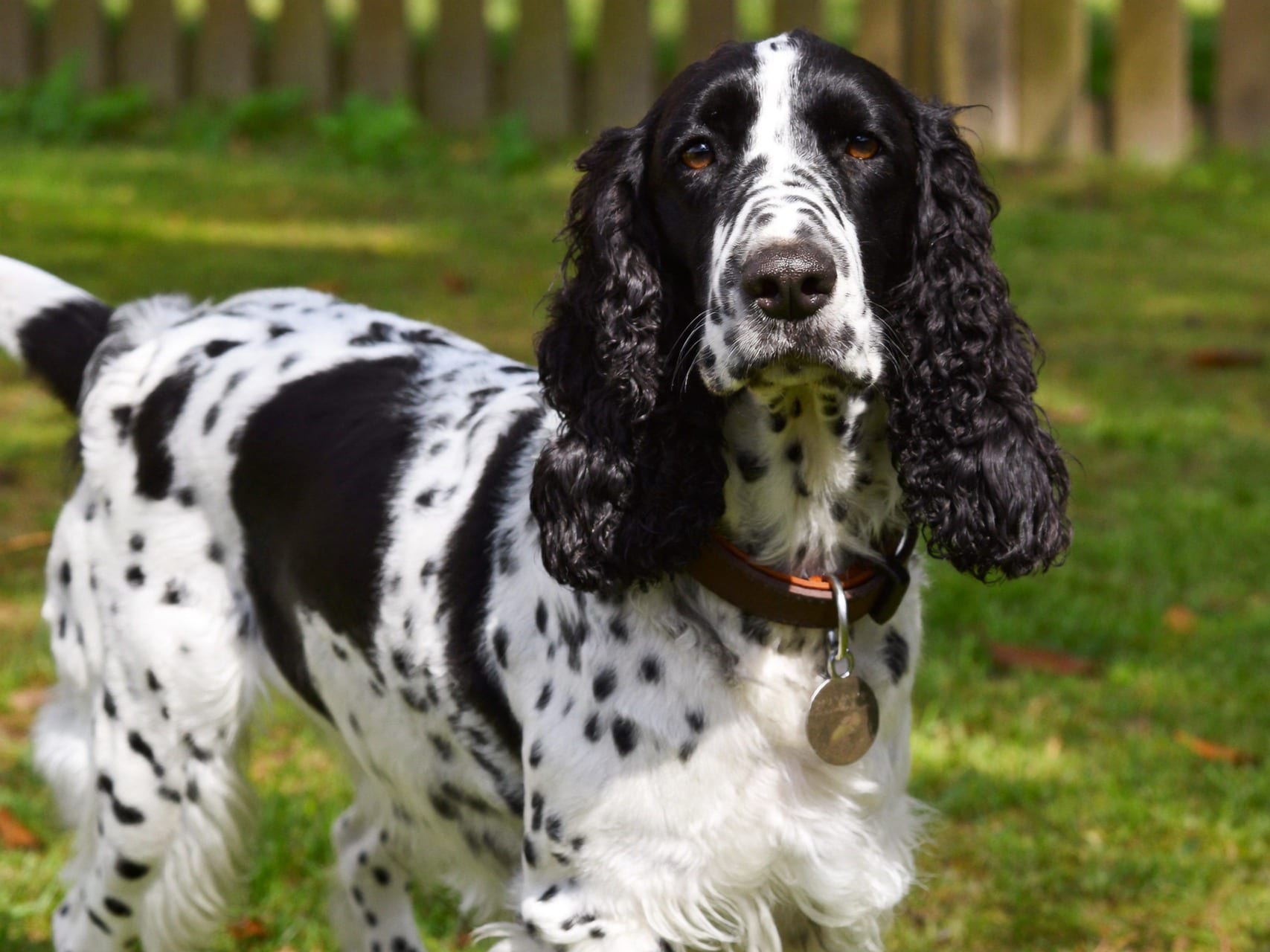 Springer Spaniel Inglés