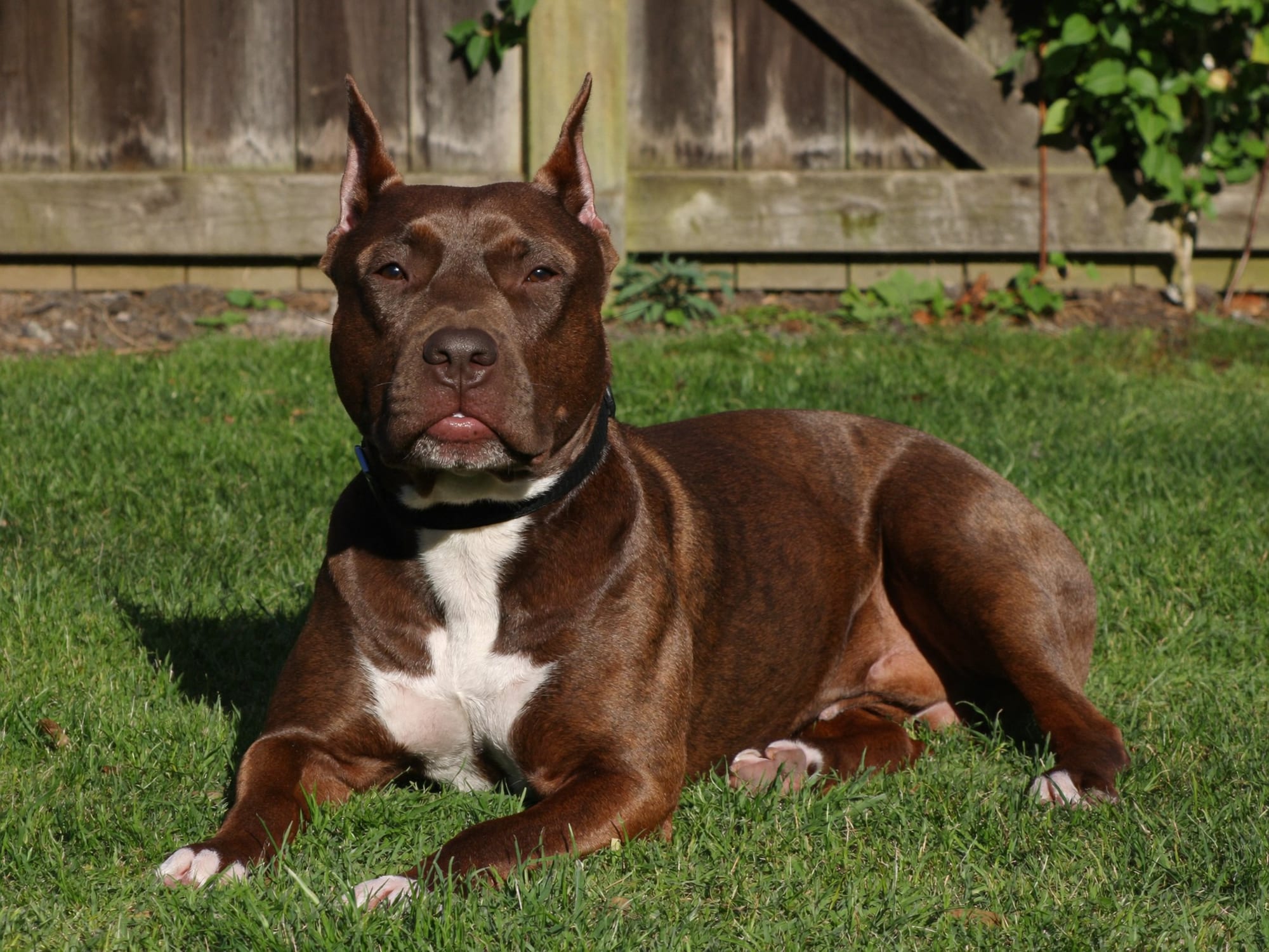 Staffordshire Bull Terrier
