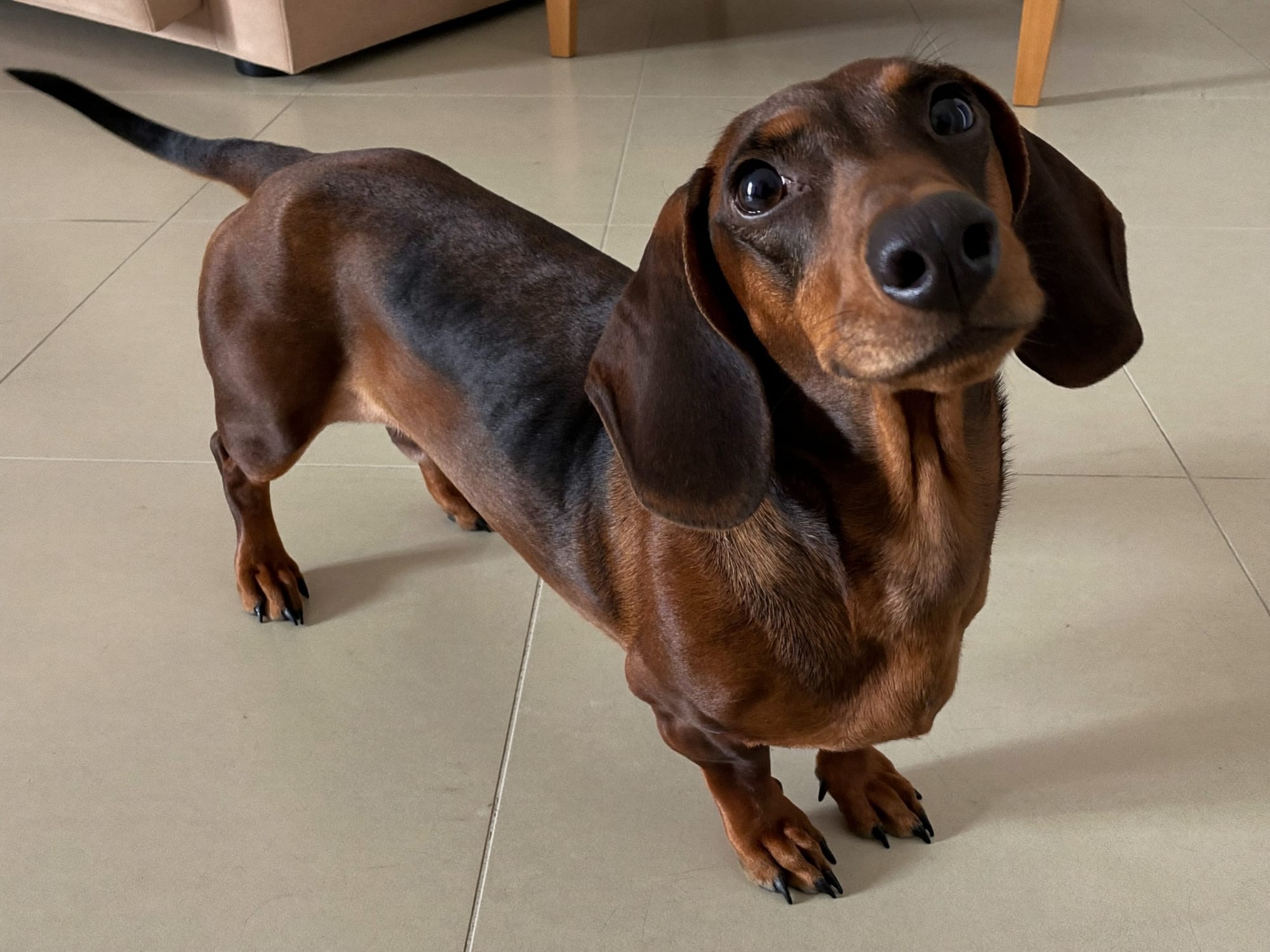 Teckel (Dachshund)