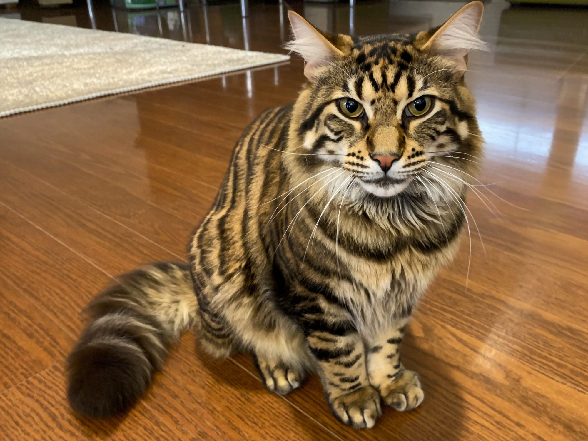 Toyger de Pelo Largo