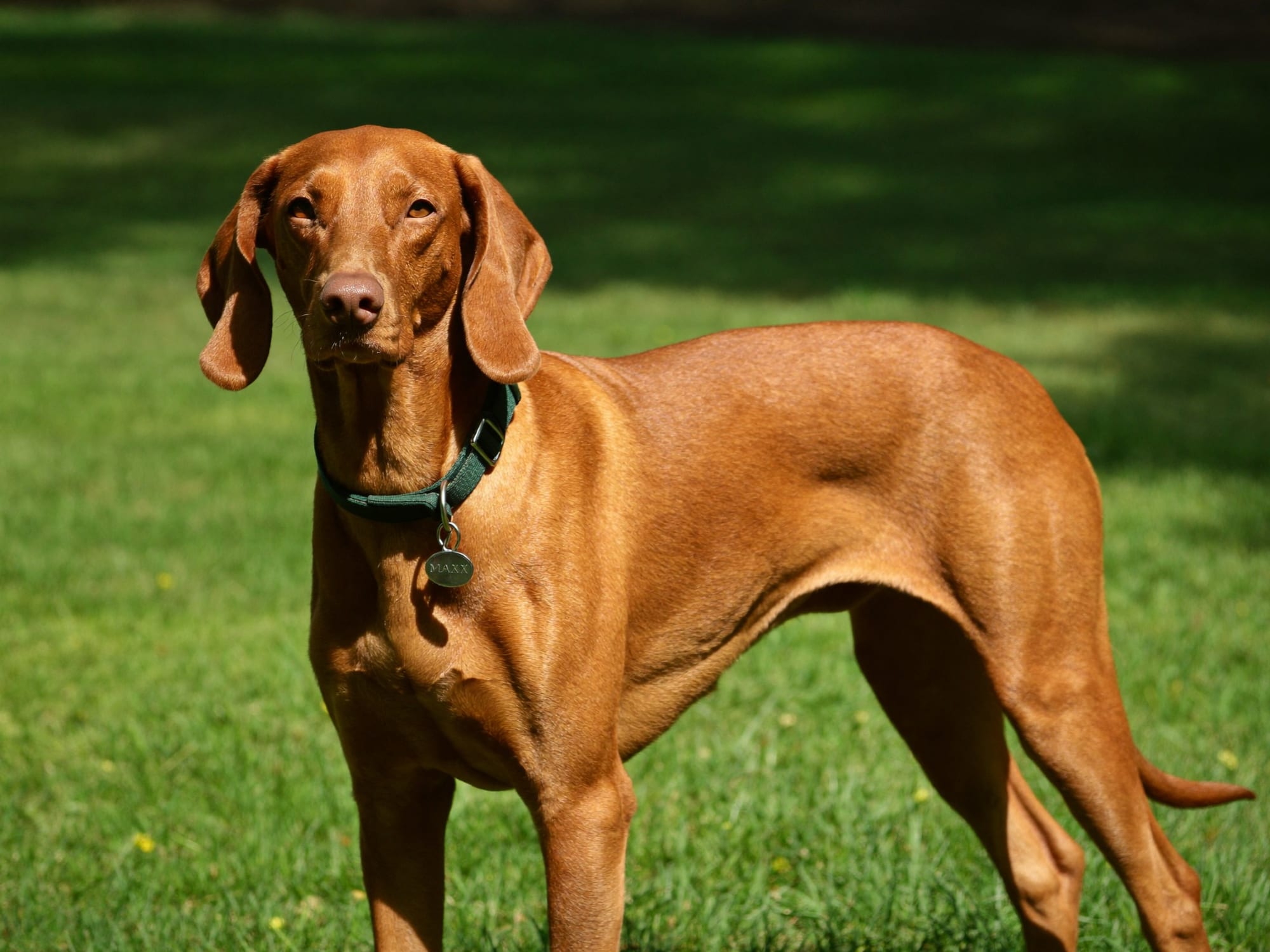 Vizsla