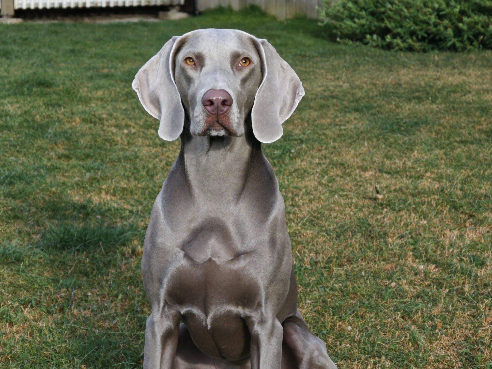 Weimaraner