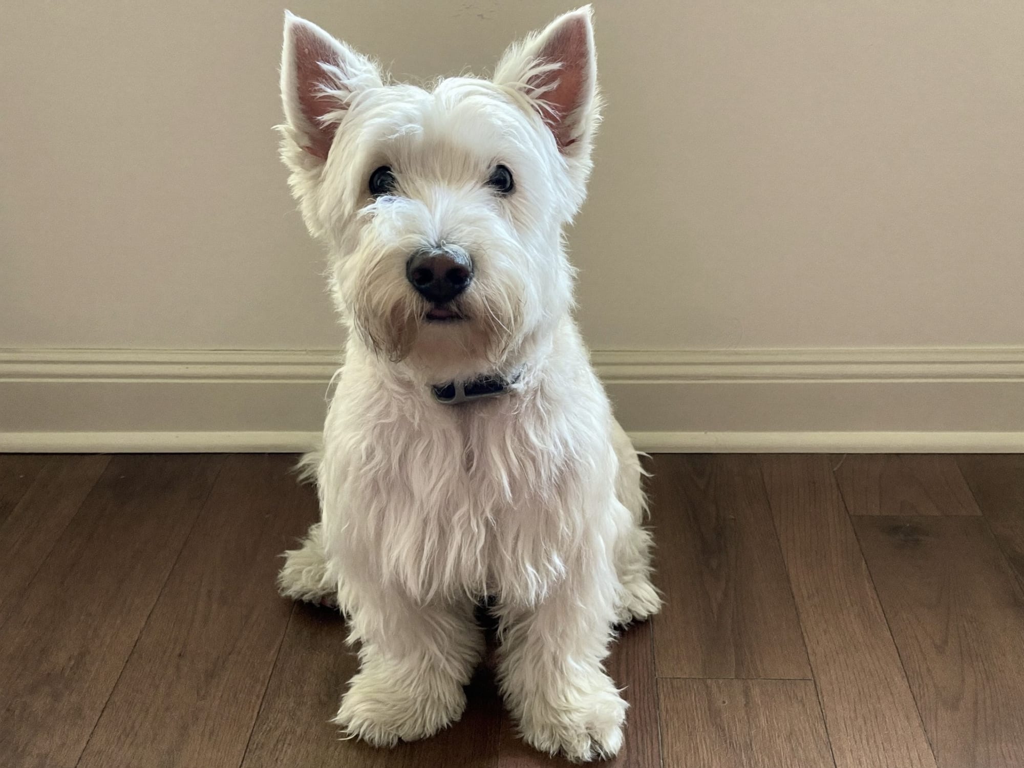 West Highland White Terrier