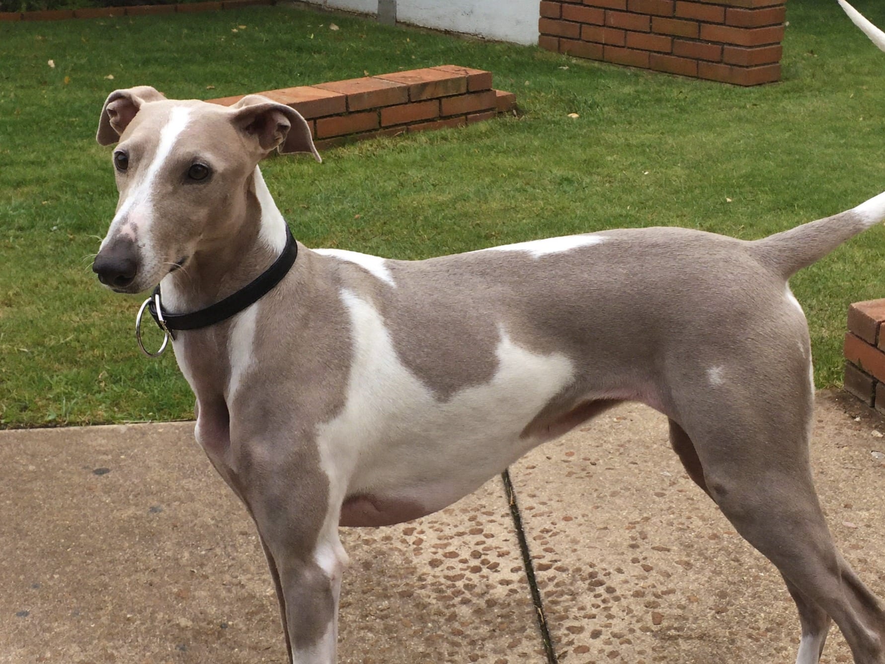 Whippet