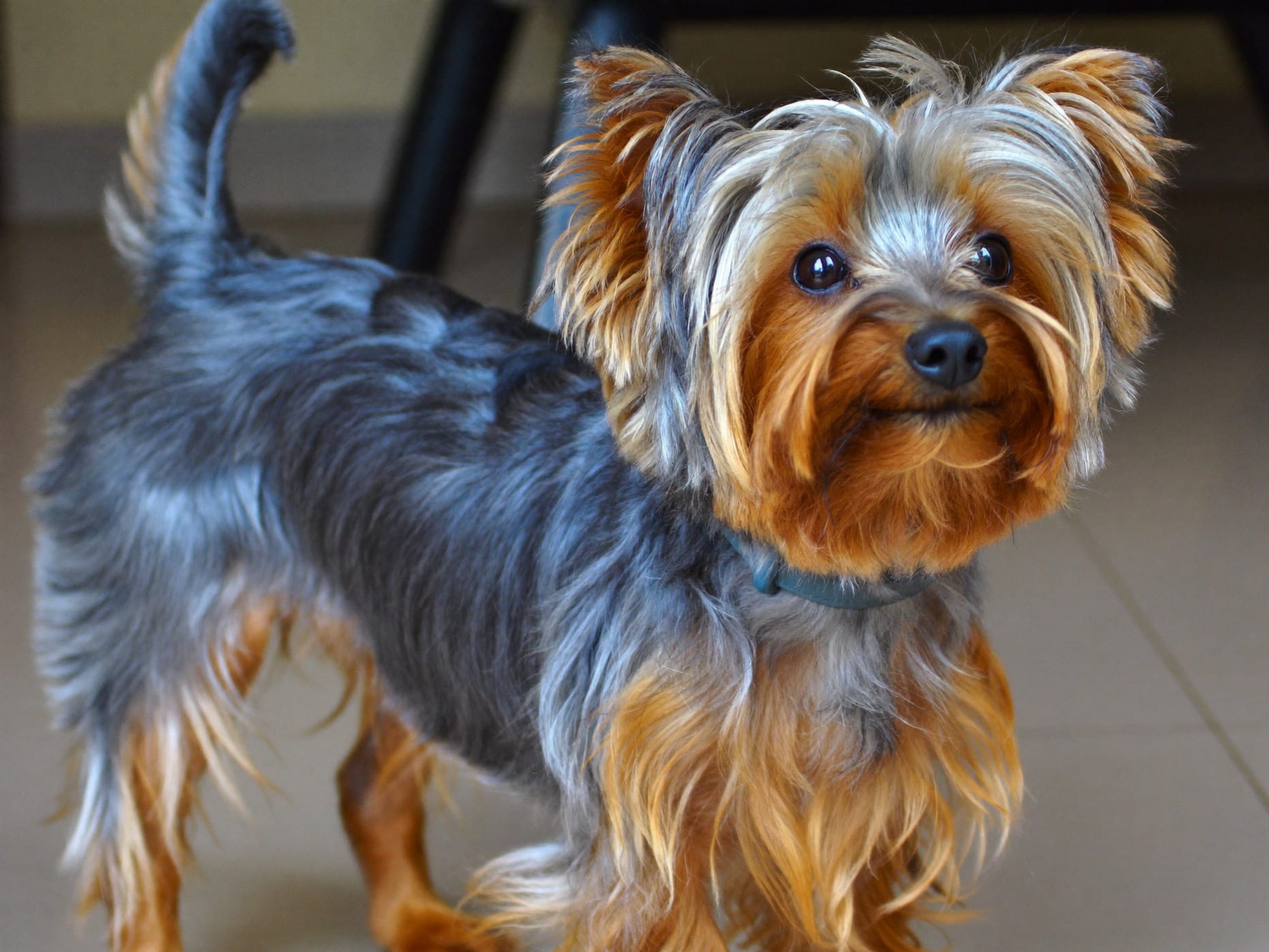 Yorkshire Terrier