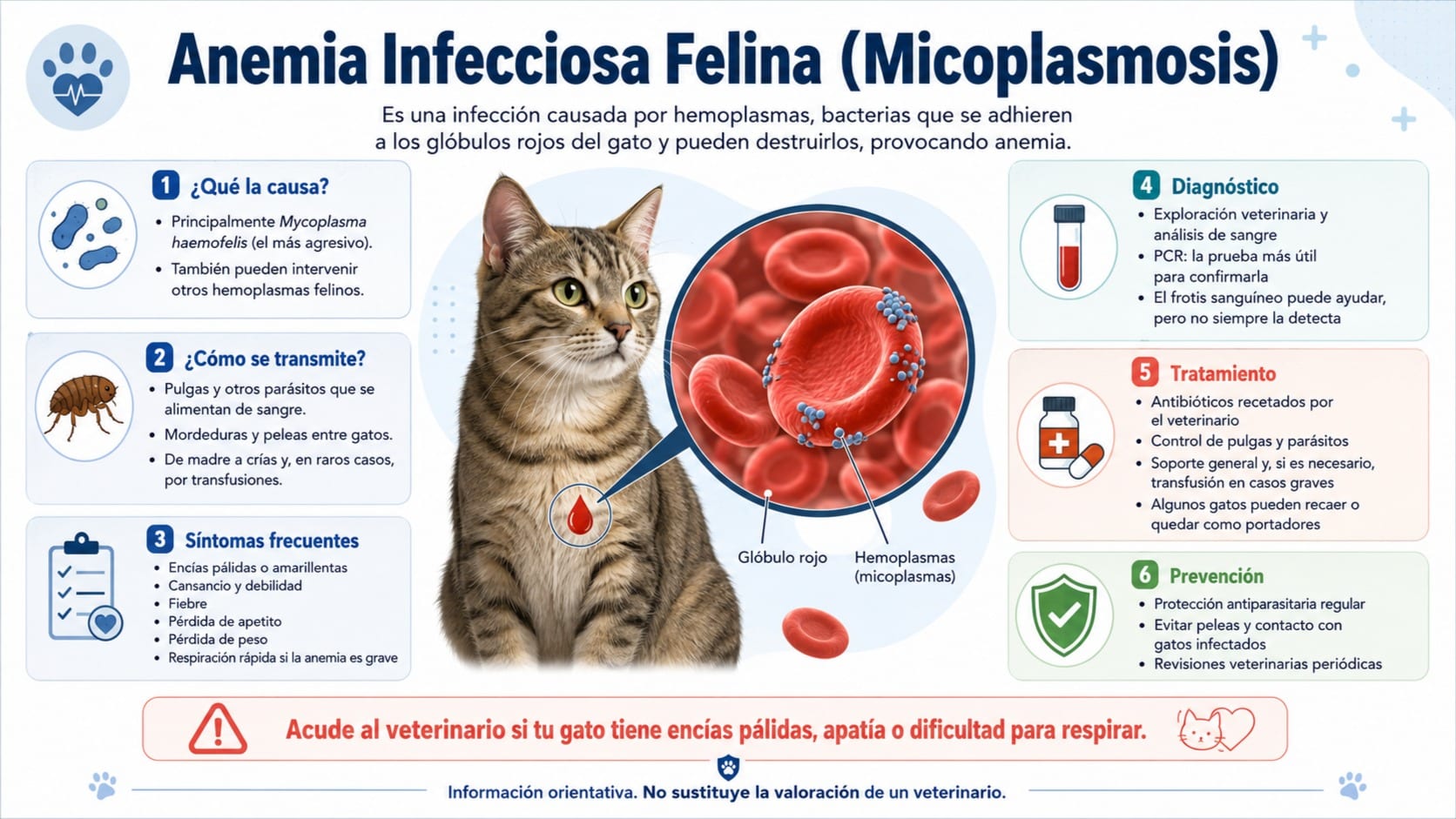 Anemia Infecciosa Felina (Micoplasmosis)